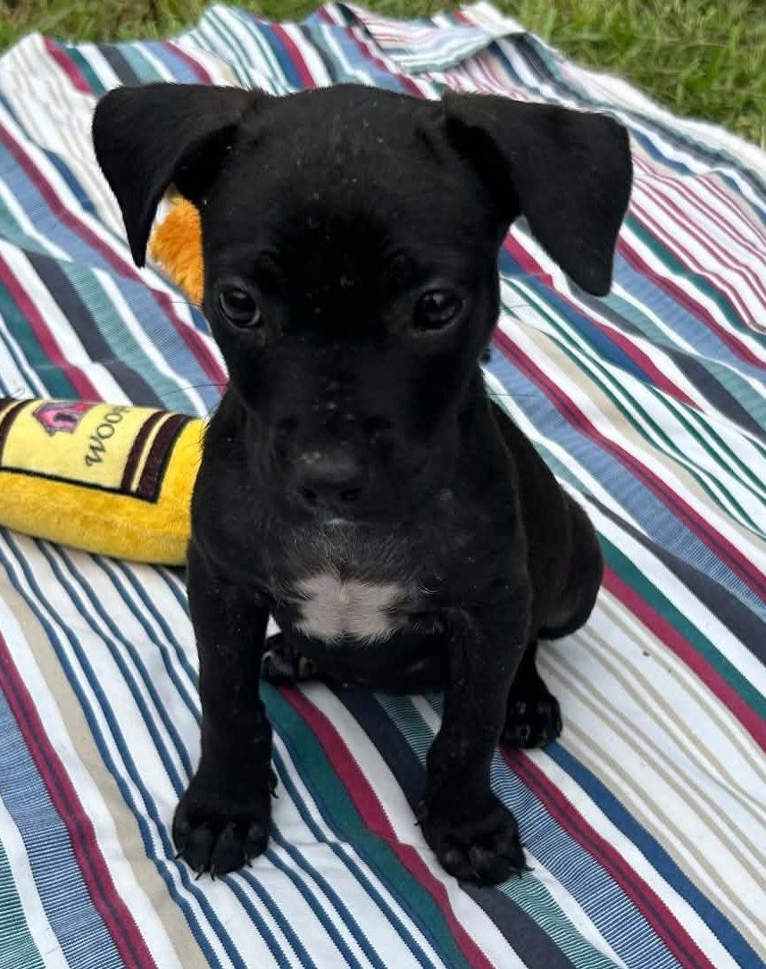 Enlarge Bailey, a Adoptable mixed breed in Tarrytown, GA image 2/3
