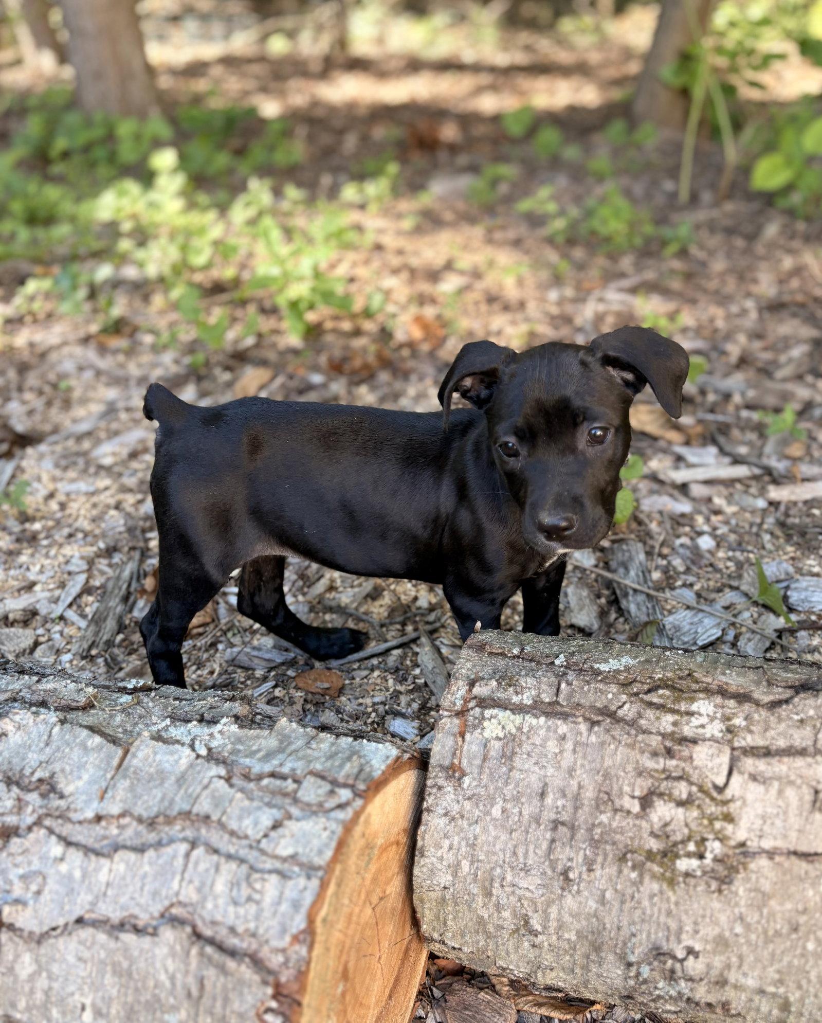 Enlarge Bailey, a Adoptable mixed breed in Tarrytown, GA image 3/3