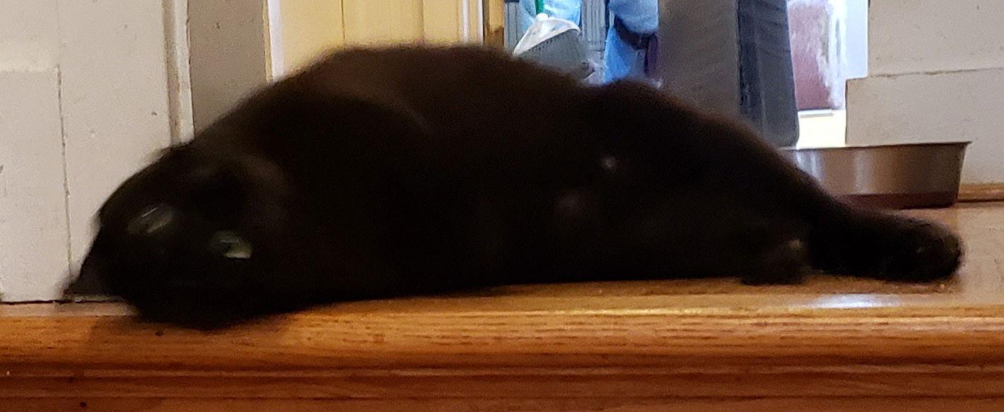 Roada, Adoptable, Young Female Tabby.