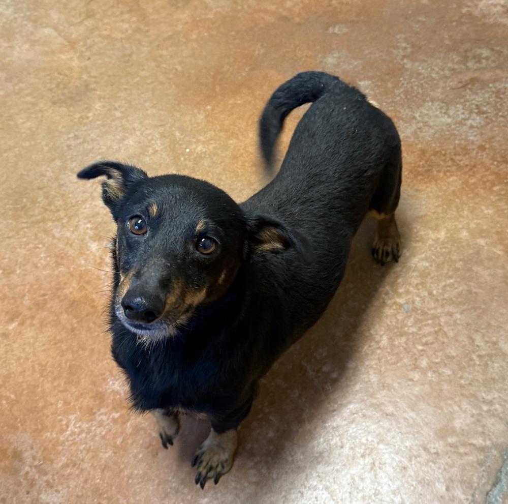 Tobby, Adoptable, Young Male Dachshund & Corgi.