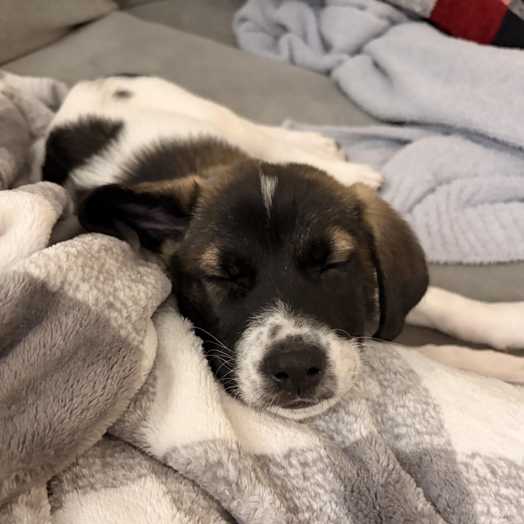 Enlarge Lenny, a Adoptable mixed breed in Overland Park, KS image 1/3