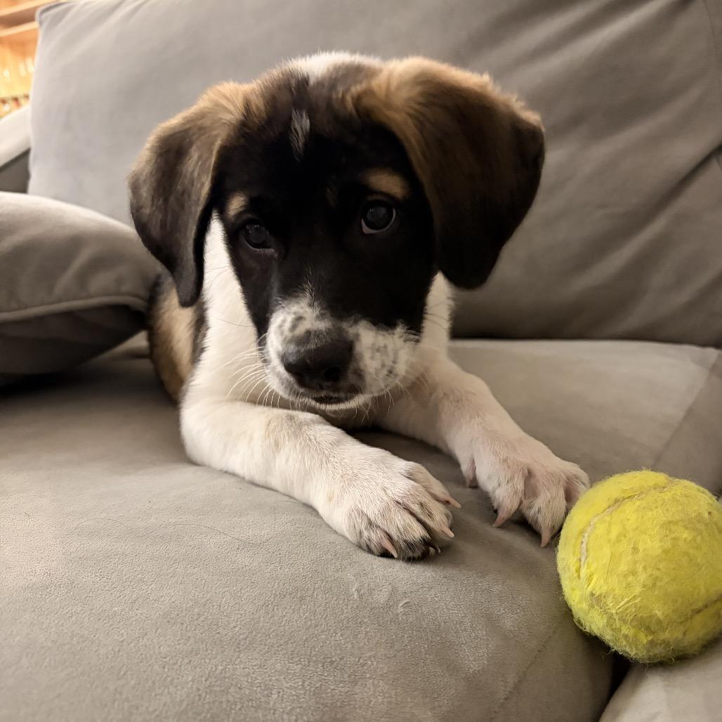 Enlarge Lenny, a Adoptable mixed breed in Overland Park, KS image 3/3