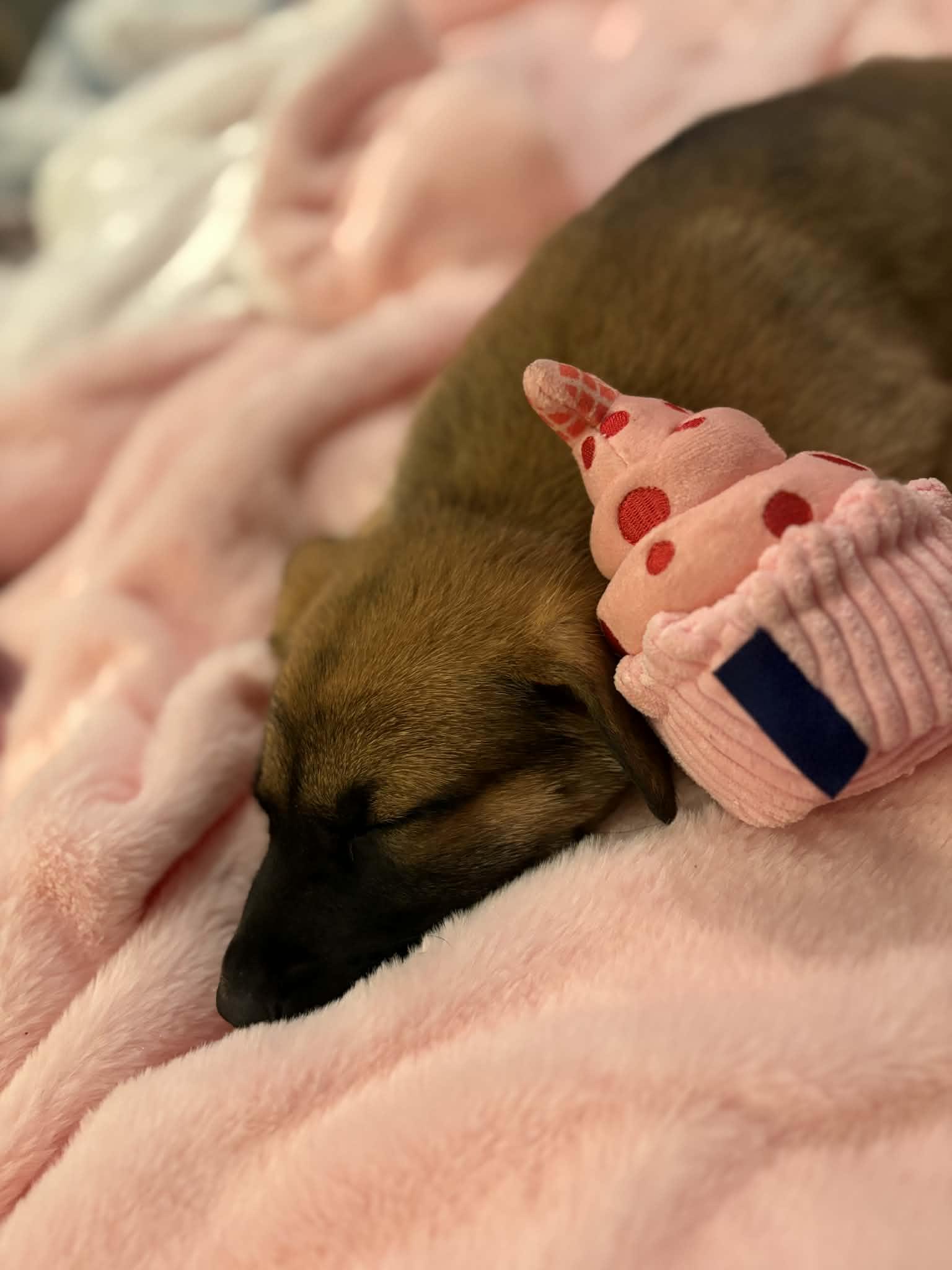 Enlarge Lexapro (Lexi), a ADOPTABLE Mixed Breed in Grayson, GA image 3/4