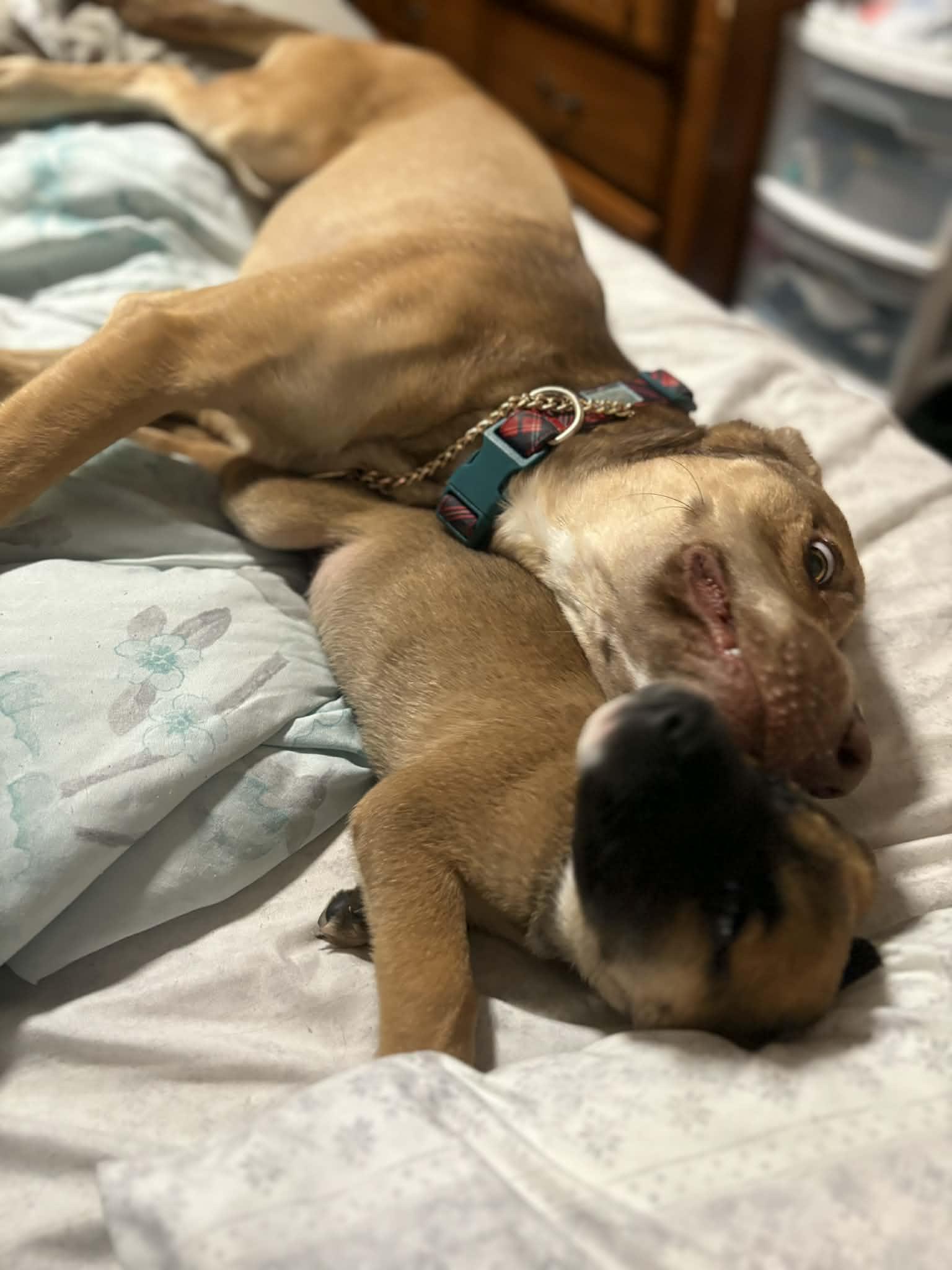 Enlarge Lexapro (Lexi), a ADOPTABLE Mixed Breed in Grayson, GA image 4/4