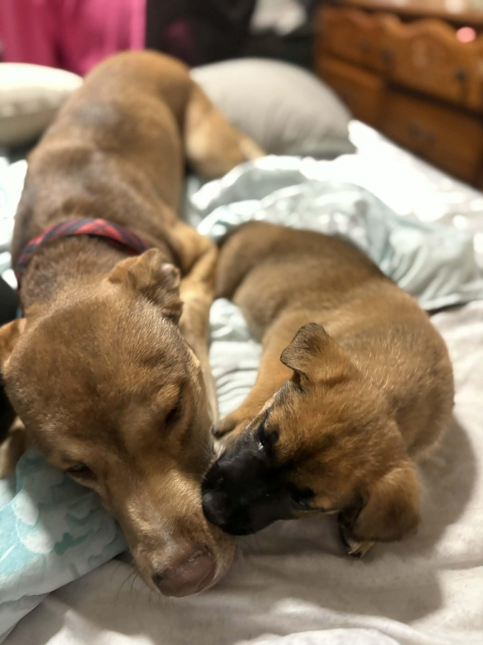 Enlarge Lexapro (Lexi), a ADOPTABLE Mixed Breed in Grayson, GA image 2/4