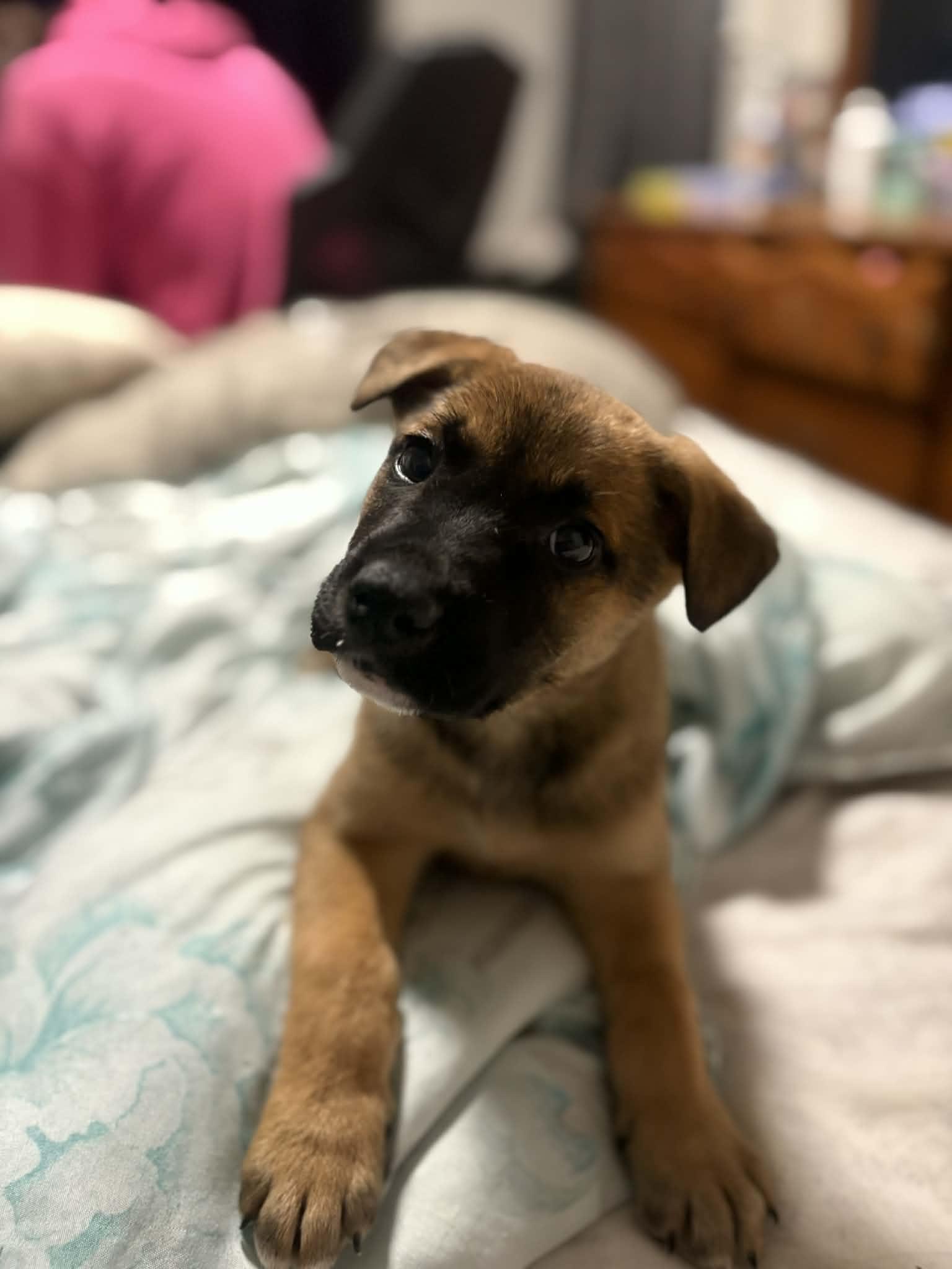 Lexapro (Lexi), ADOPTABLE, Puppy Female Mixed Breed.