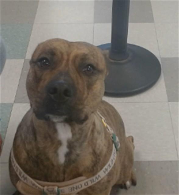 LILLY, Adoptable, Young Female Pit Bull Terrier.