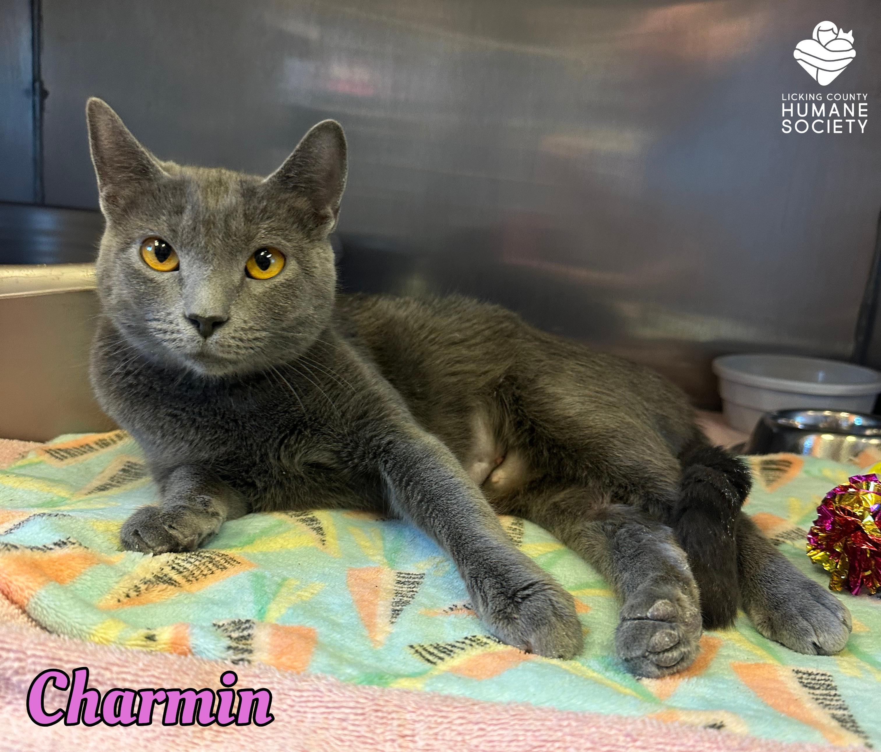 Enlarge Charmin, a Adoptable mixed breed in Heath, OH image 1/1