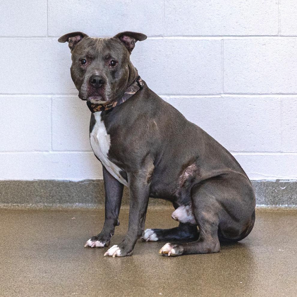 Dennis, a Adoptable American Staffordshire Terrier in Council Bluffs, IA image 1/3