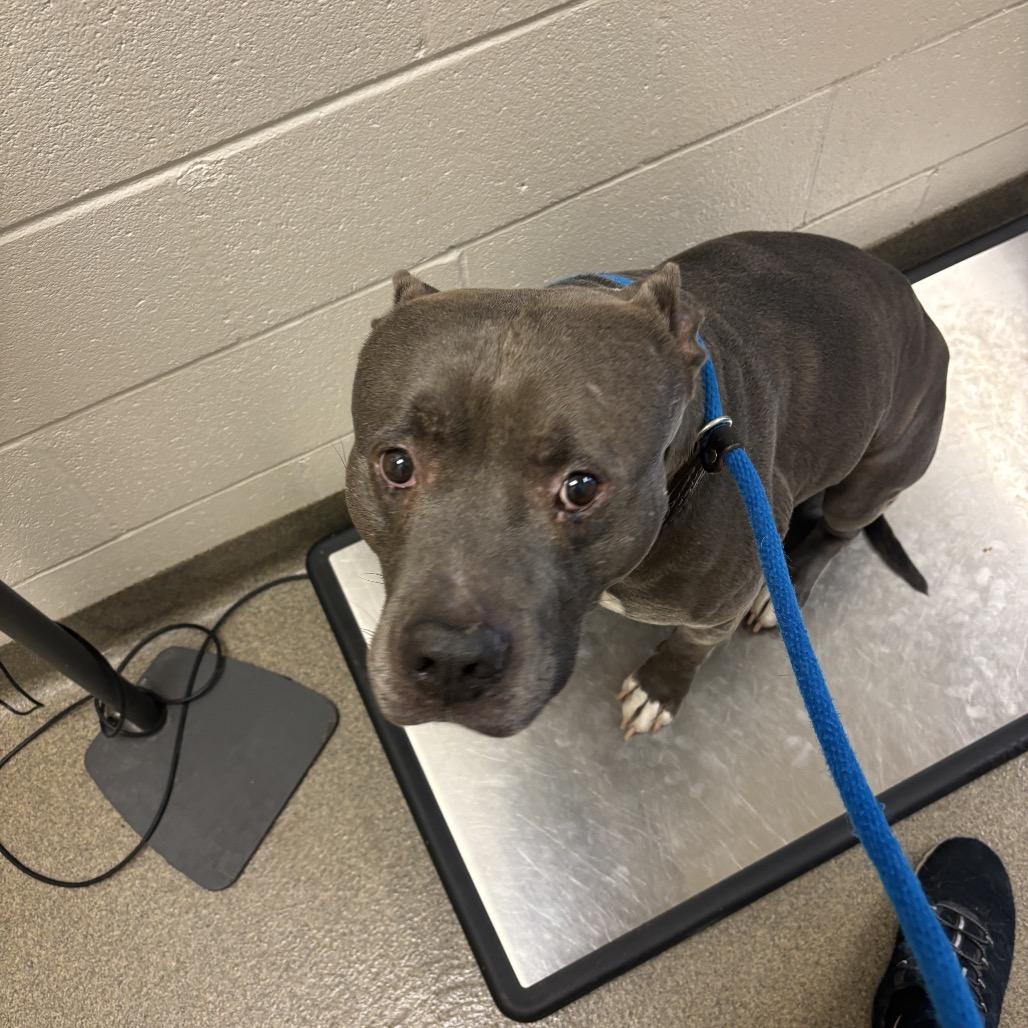 Dennis, a Adoptable American Staffordshire Terrier in Council Bluffs, IA image 2/3