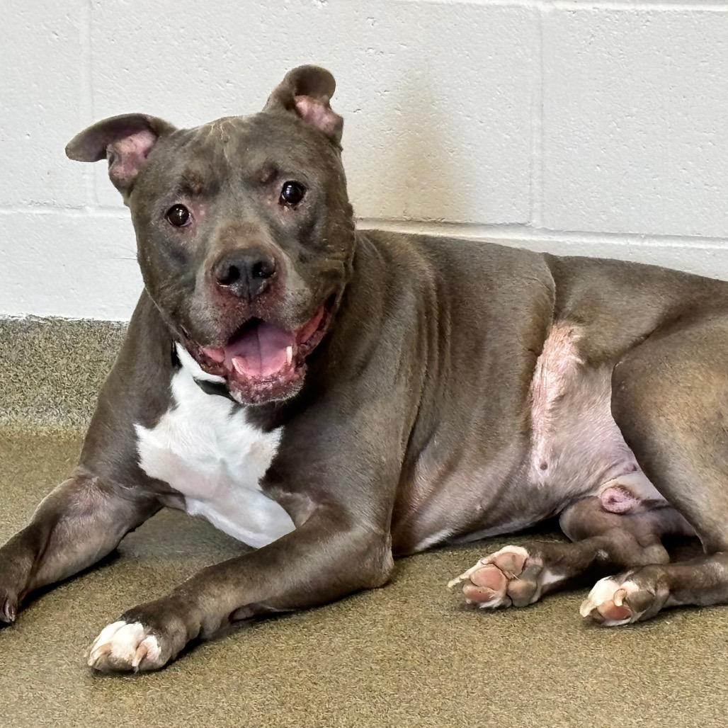Enlarge Dennis, a Adoptable American Staffordshire Terrier in Council Bluffs, IA image 3/4