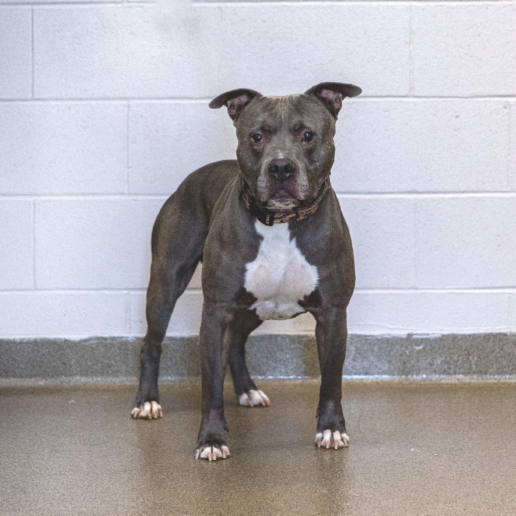 Dennis, a Adoptable American Staffordshire Terrier in Council Bluffs, IA image 3/3