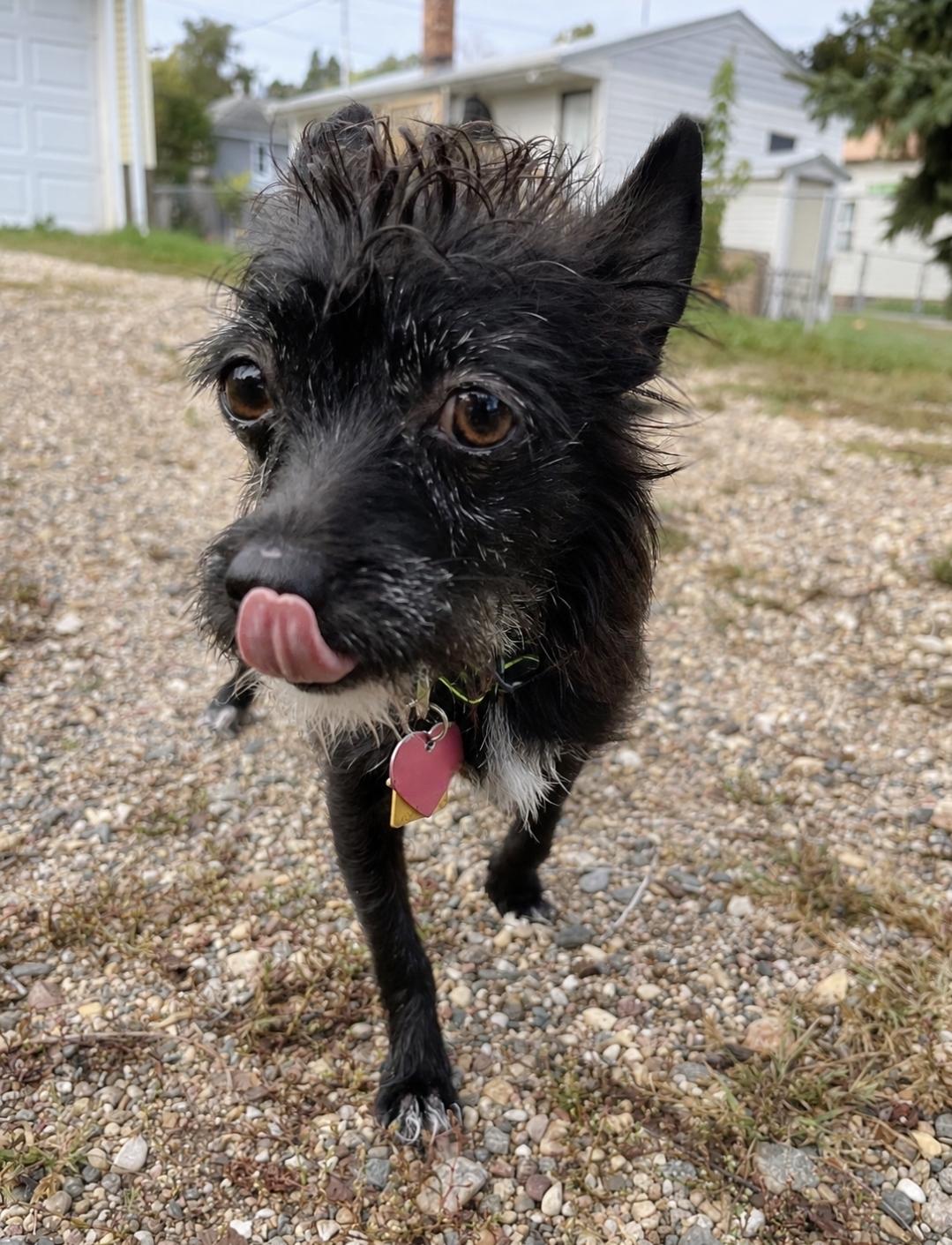 Enlarge Whinnie, a Adopted mixed breed in Sawyer, ND image 5/6
