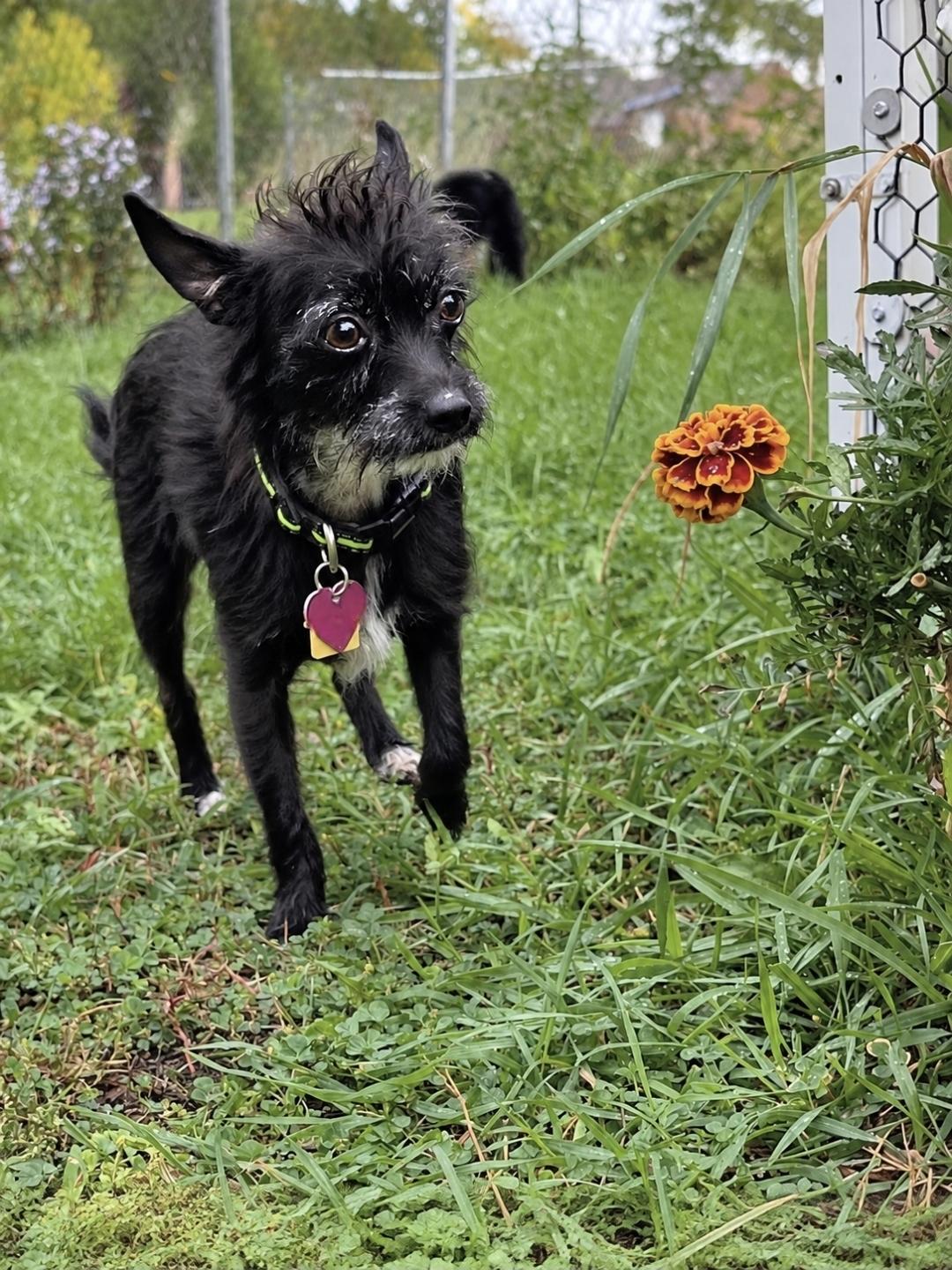 Enlarge Whinnie, a Adopted mixed breed in Sawyer, ND image 6/6