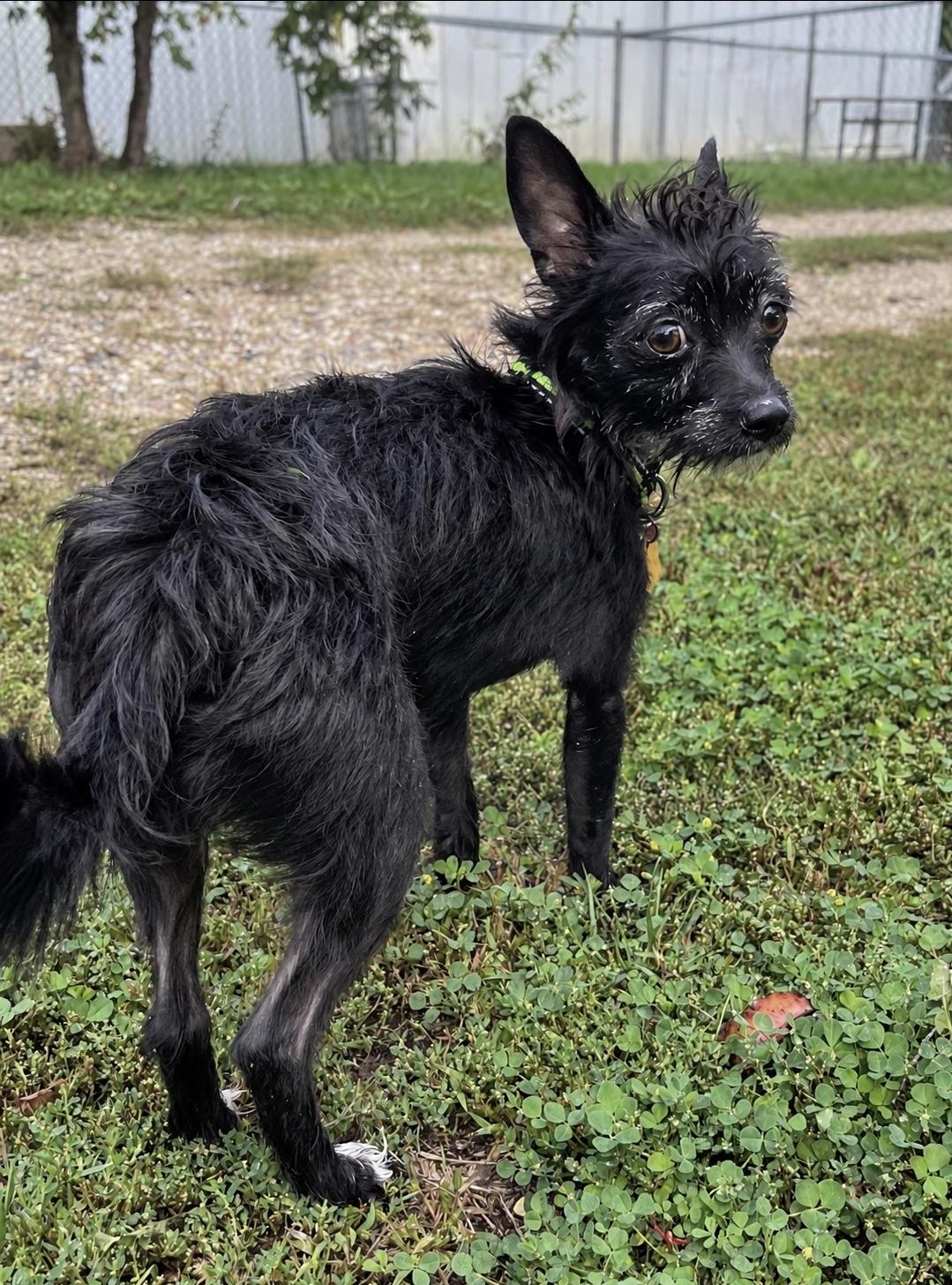 Enlarge Whinnie, a Adopted mixed breed in Sawyer, ND image 4/6