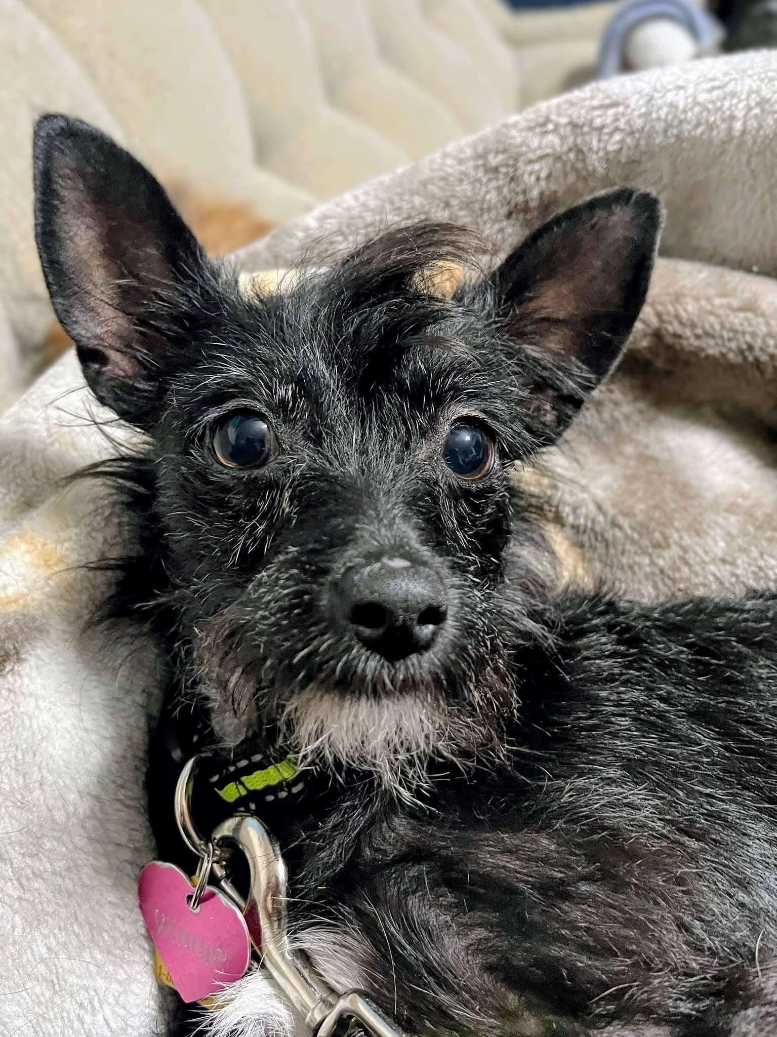 Enlarge Whinnie, a Adopted mixed breed in Sawyer, ND image 1/6