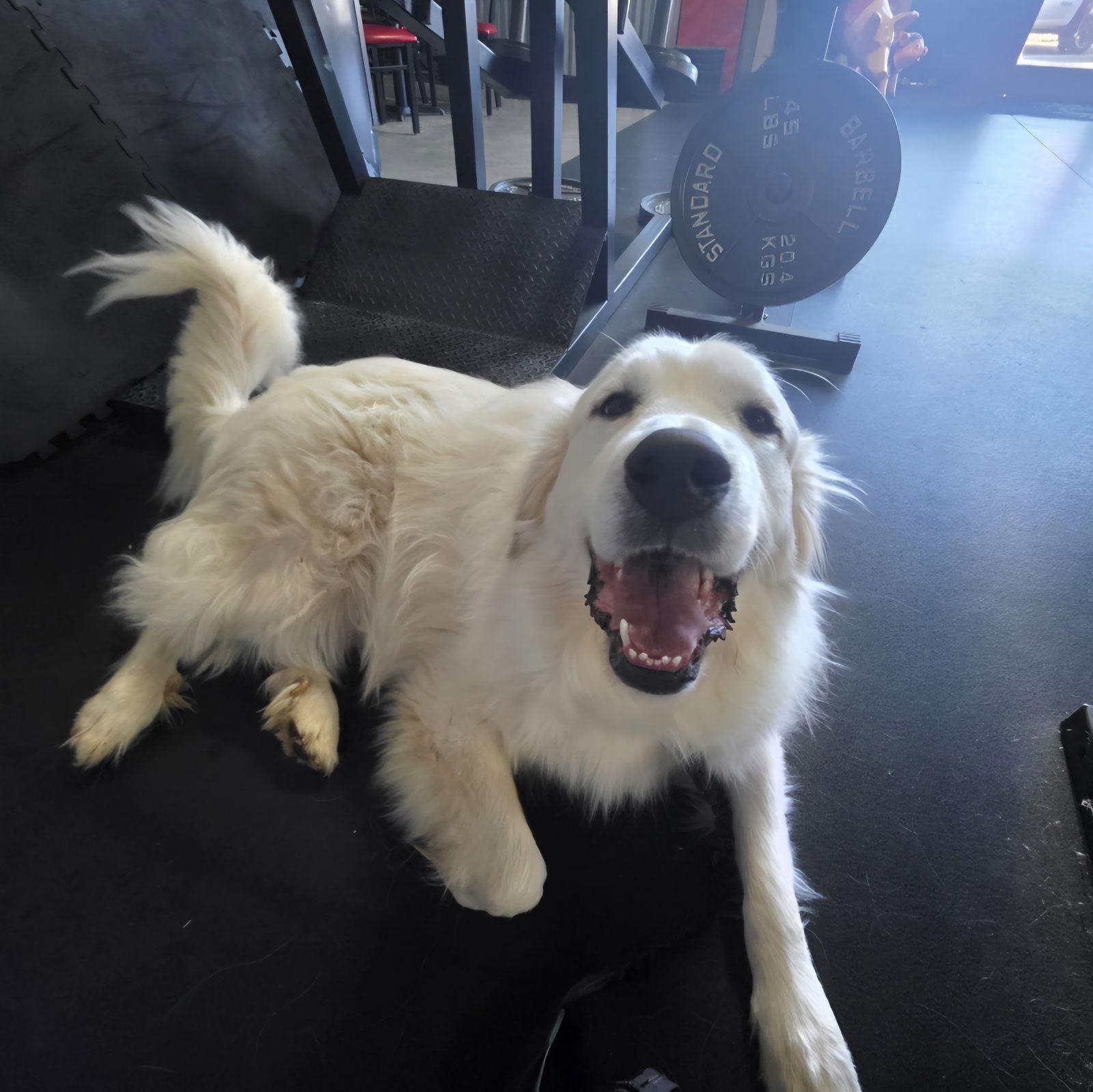 Ramsey, Adoptable, Adult Male Great Pyrenees.