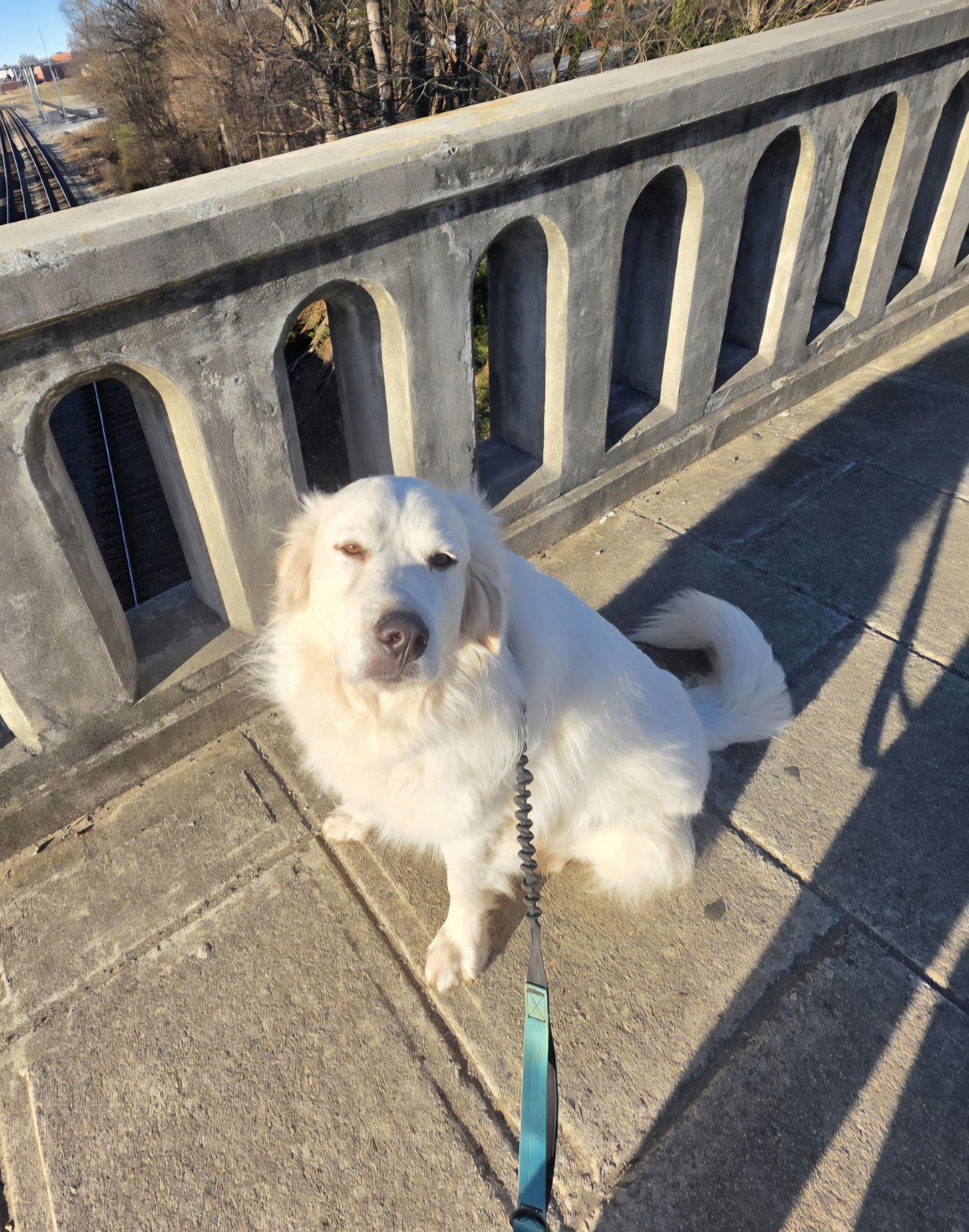 Enlarge Ramsey, a Adoptable Great Pyrenees in Thomasville, NC image 2/3