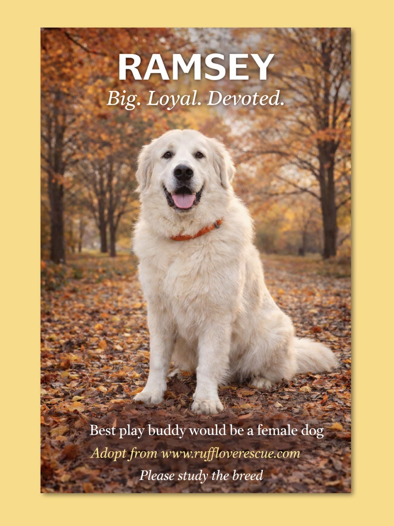 Enlarge Ramsey, a Adoptable Great Pyrenees in Thomasville, NC image 3/3