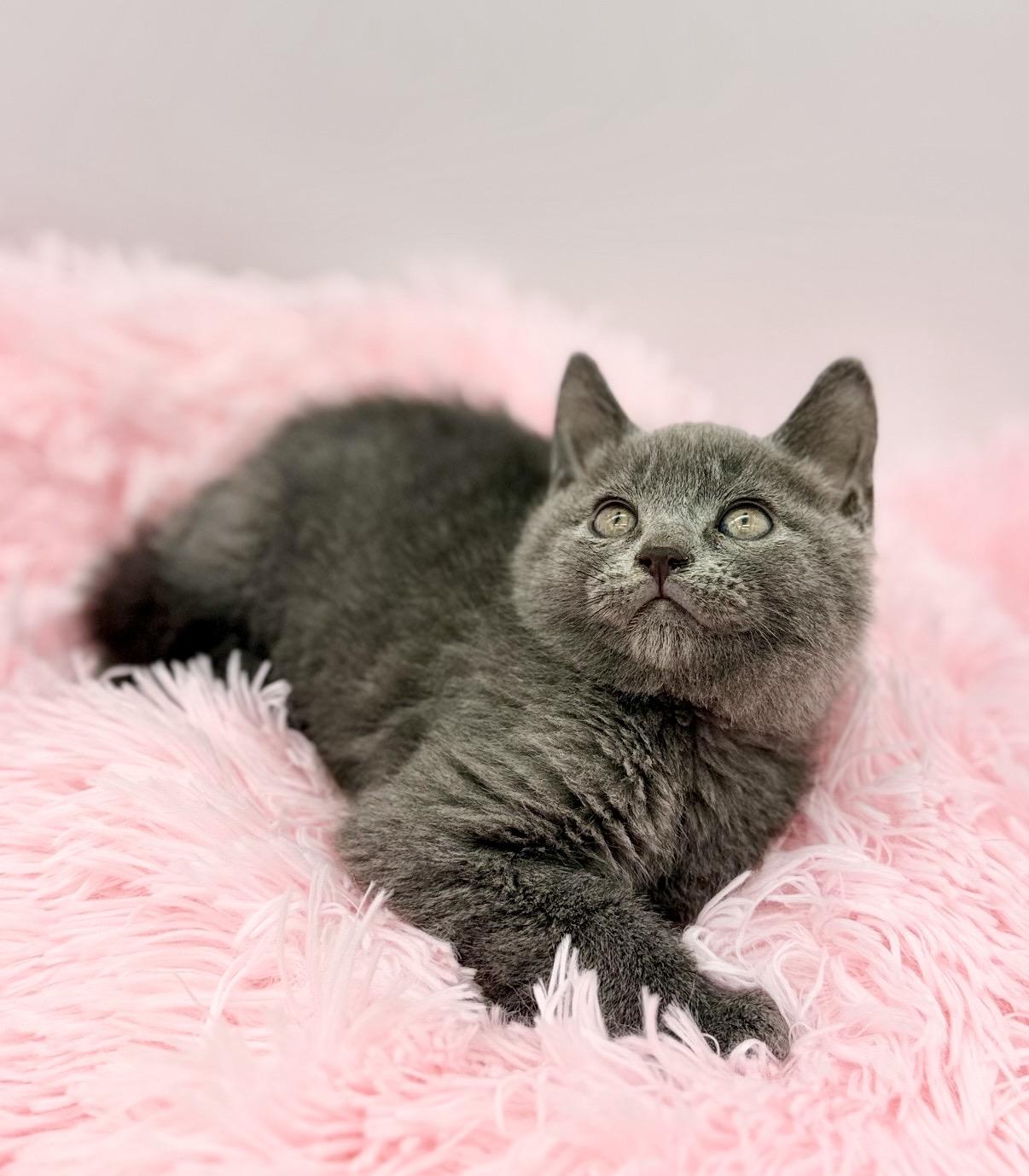 Thistle, a Adoptable Russian Blue in Covington, LA image 4/6