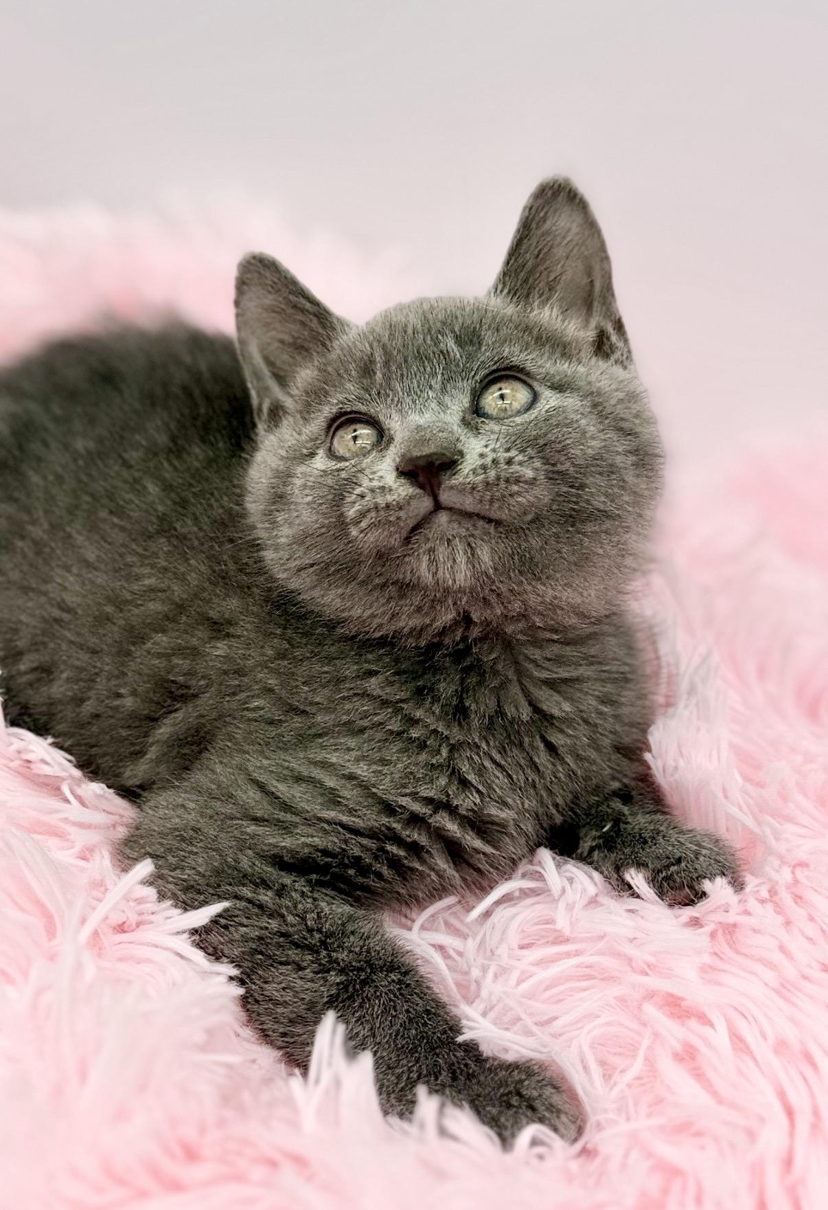 Thistle, a Adoptable Russian Blue in Covington, LA image 5/6