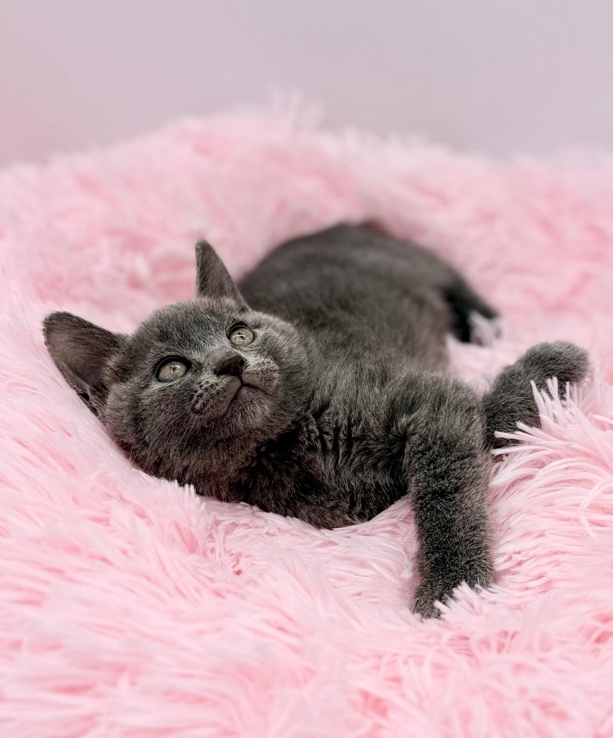 Thistle, a Adoptable Russian Blue in Covington, LA image 6/6