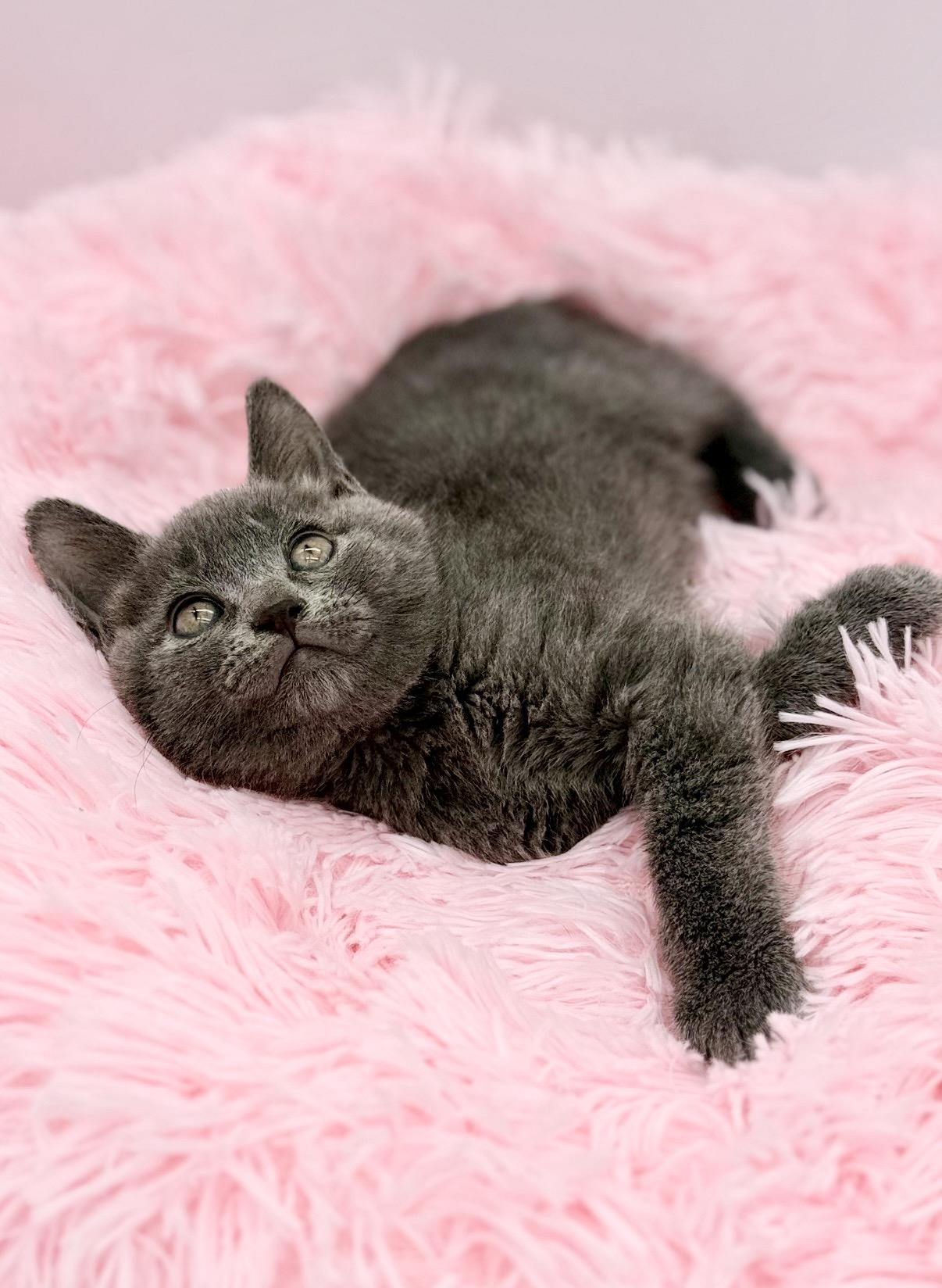 Thistle, a Adoptable Russian Blue in Covington, LA image 2/6
