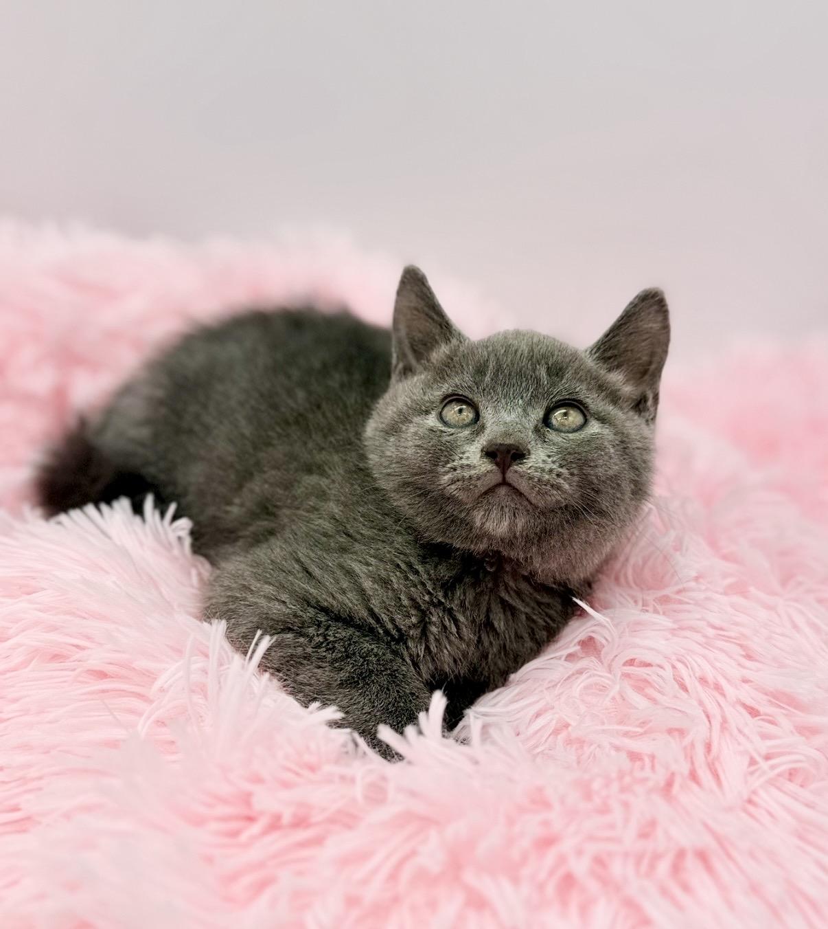 Thistle, a Adoptable Russian Blue in Covington, LA image 3/6