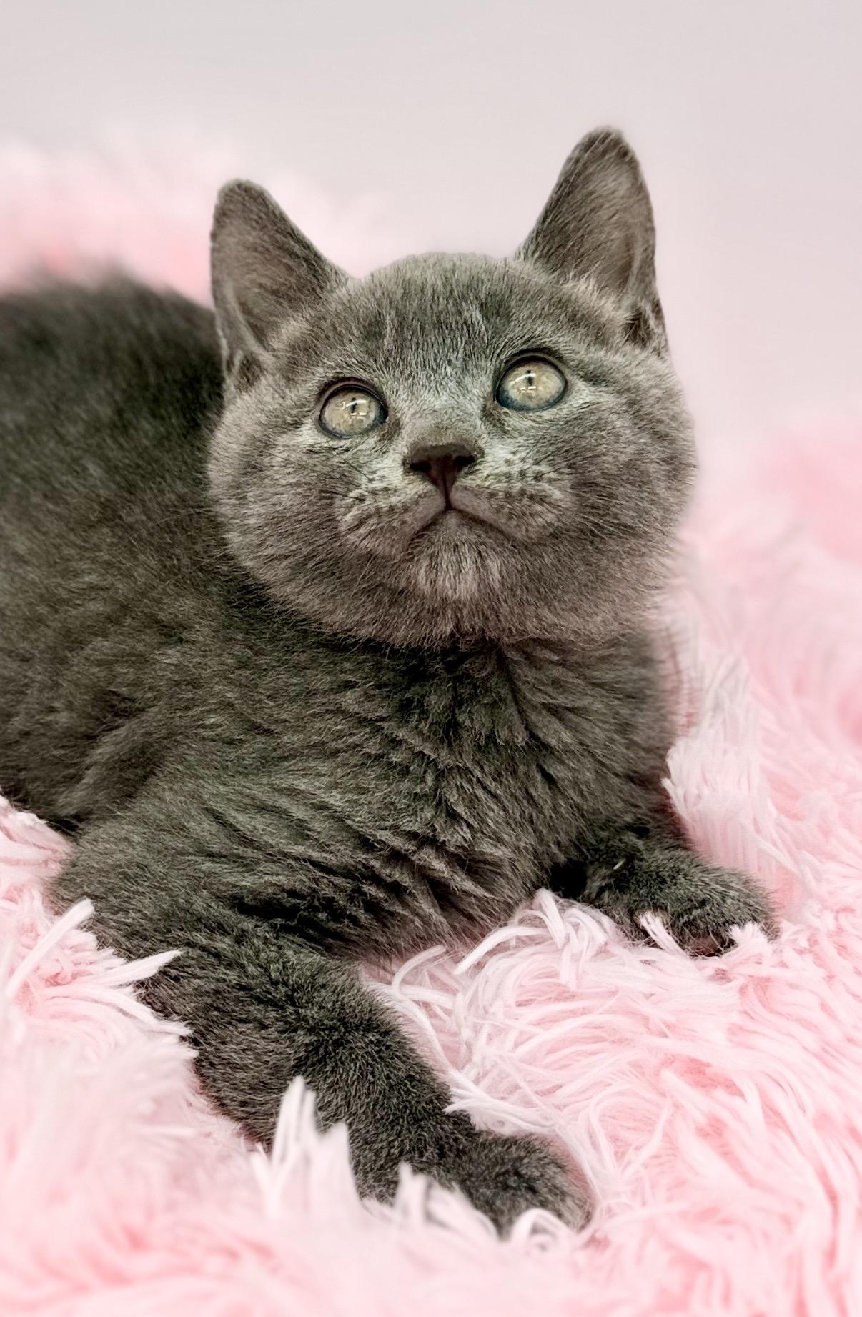 Thistle, a Adoptable Russian Blue in Covington, LA image 1/6
