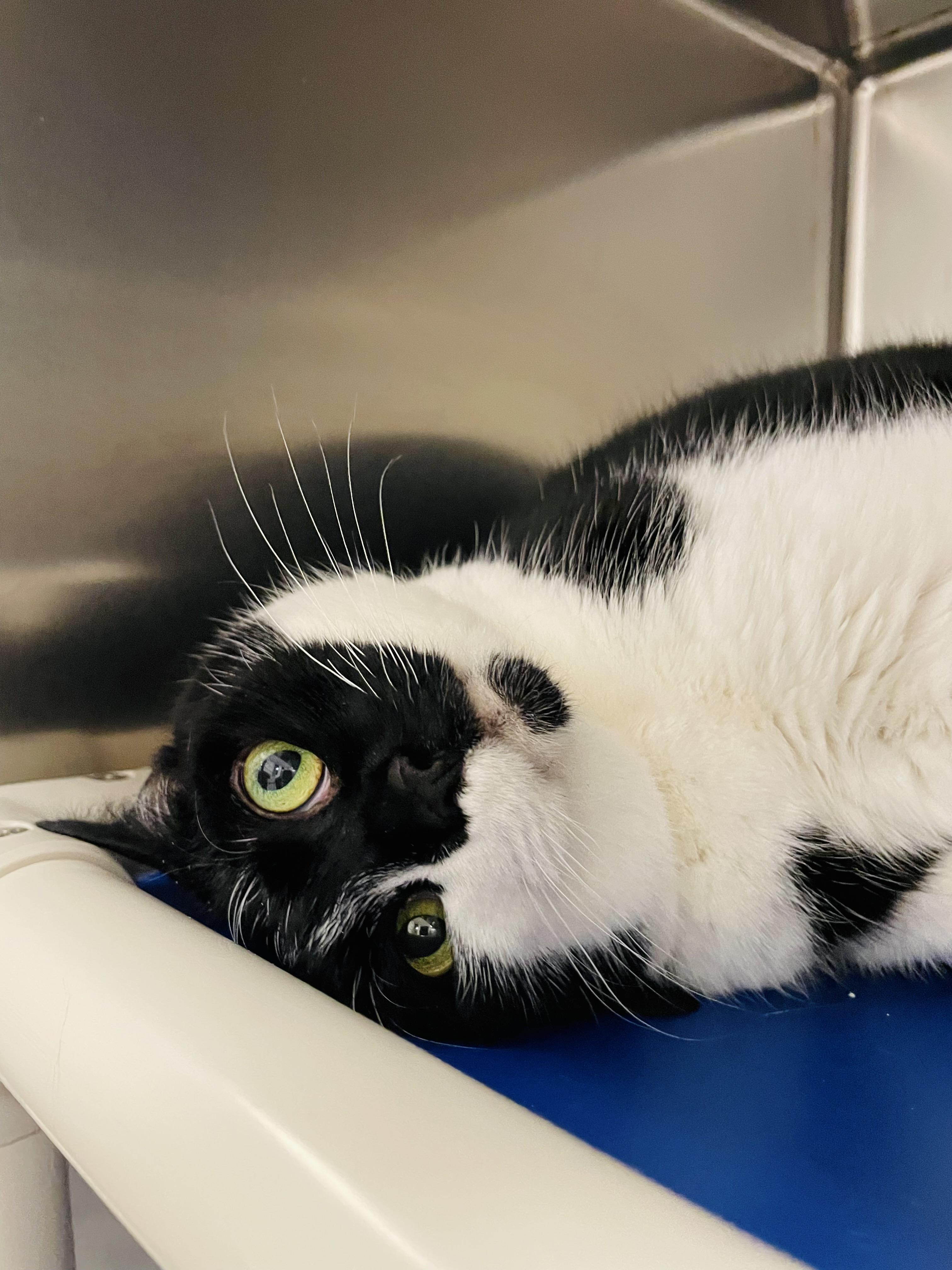Enlarge Tiff, a ADOPTABLE Domestic Short Hair in Everett, ON image 3/5