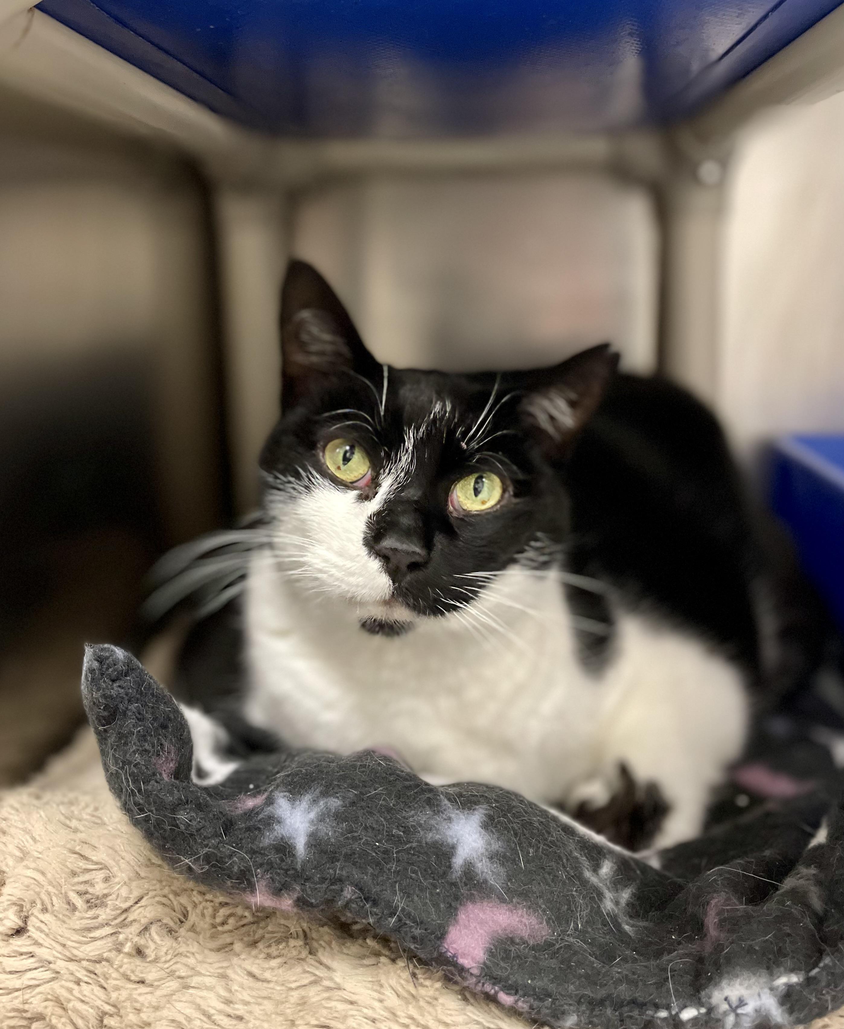 Tiff, ADOPTABLE, Senior Female Domestic Short Hair.