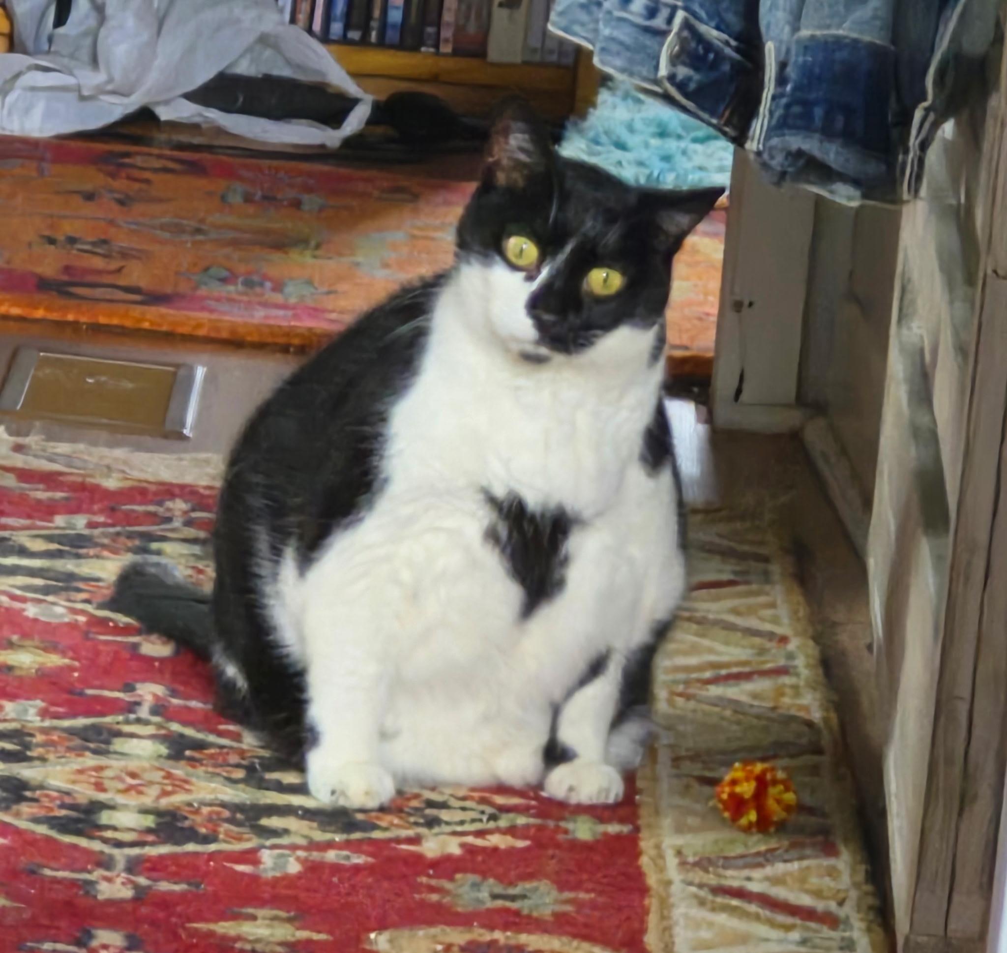 Enlarge Tiff, a ADOPTABLE Domestic Short Hair in Everett, ON image 5/5