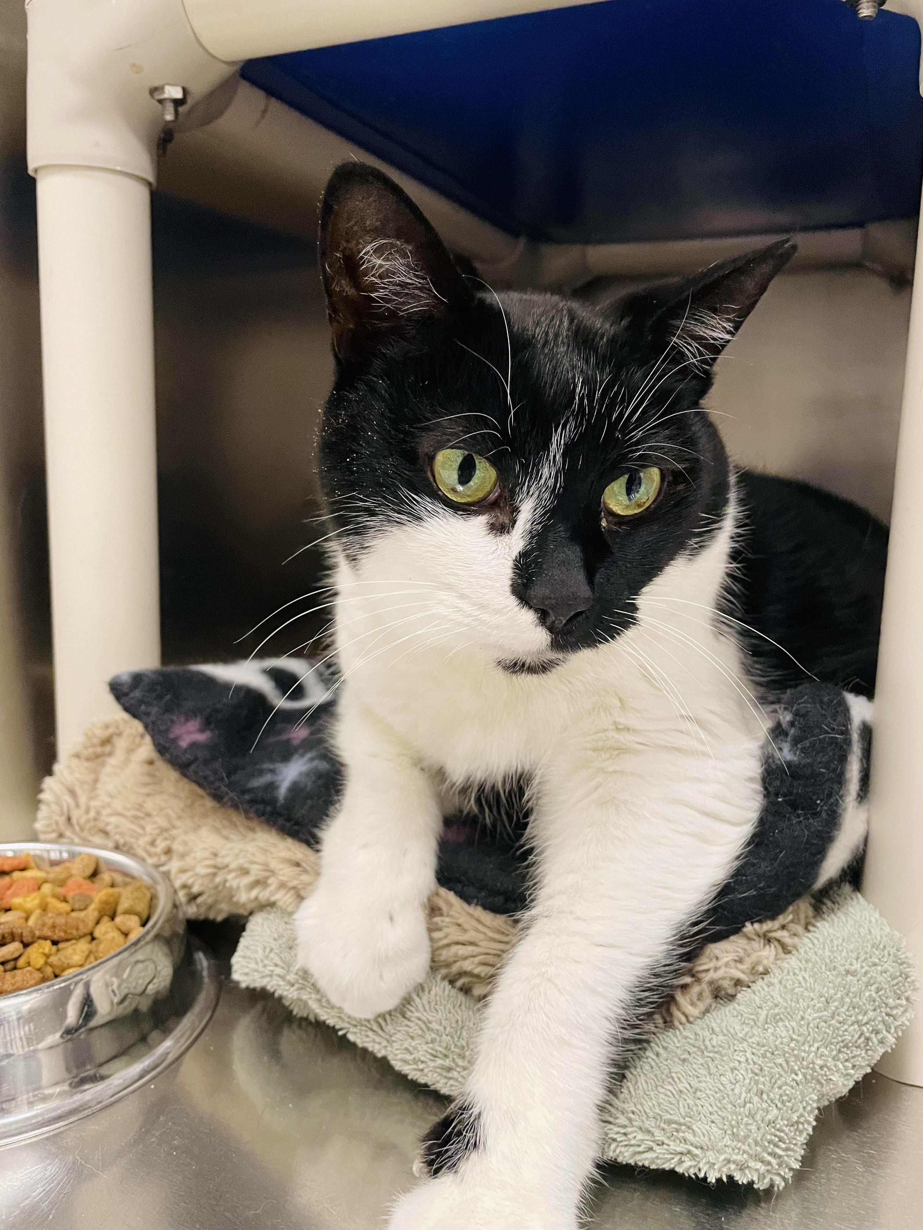 Enlarge Tiff, a ADOPTABLE Domestic Short Hair in Everett, ON image 2/5