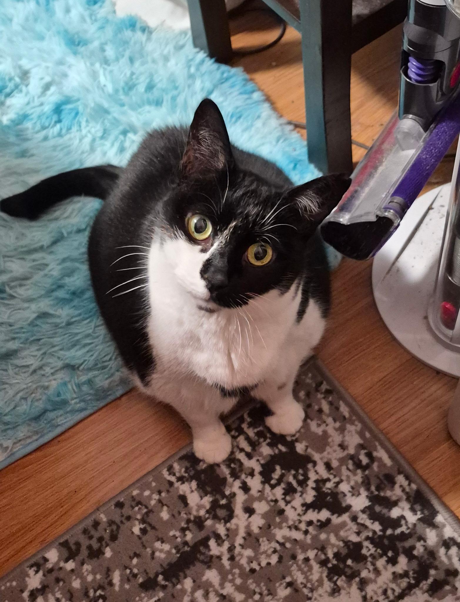 Enlarge Tiff, a ADOPTABLE Domestic Short Hair in Everett, ON image 4/5