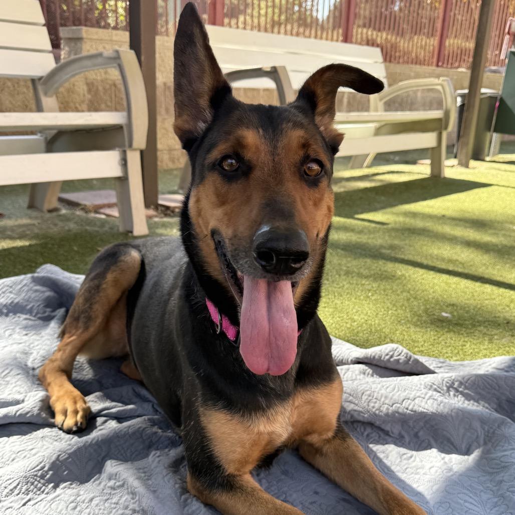 DARLING, Adoptable, Adult Female Shepherd & Doberman Pinscher.