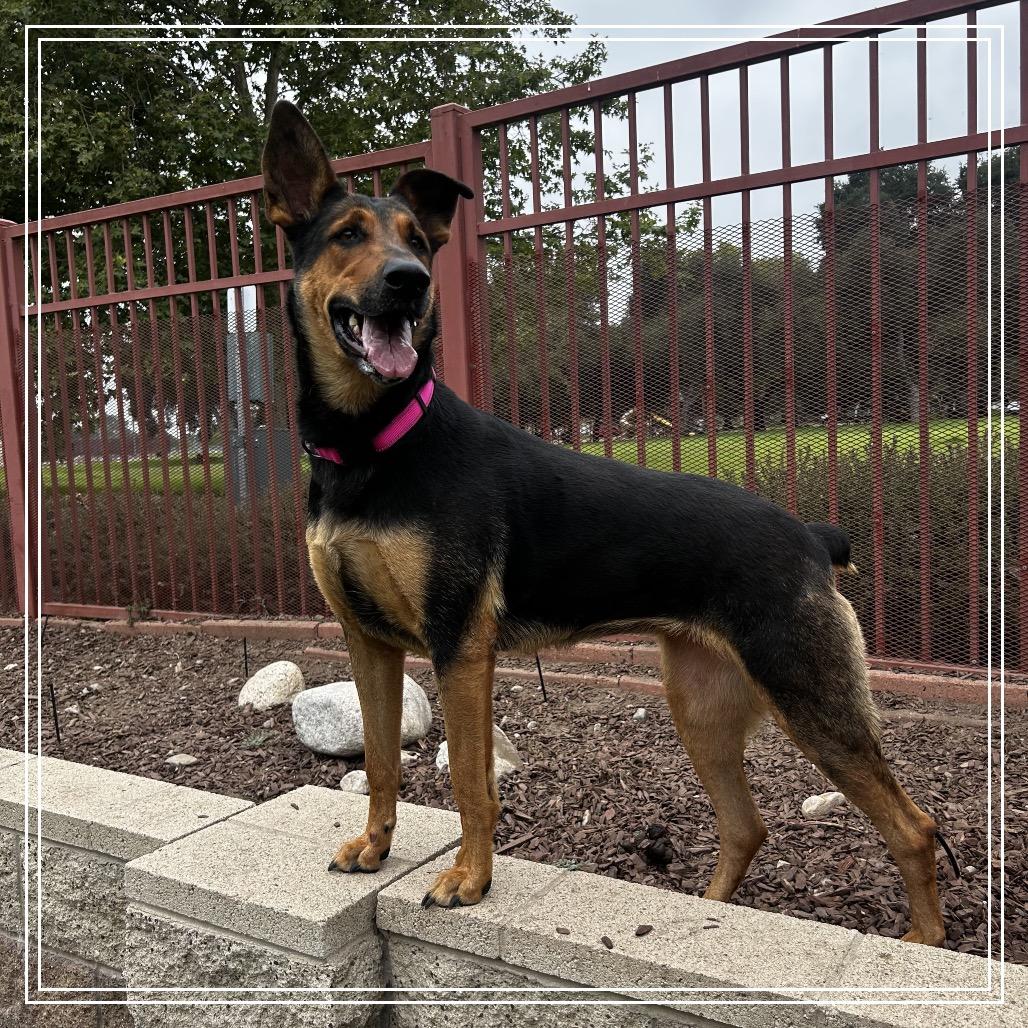 Enlarge DARLING, a Adoptable mixed breed in Upland, CA image 2/6