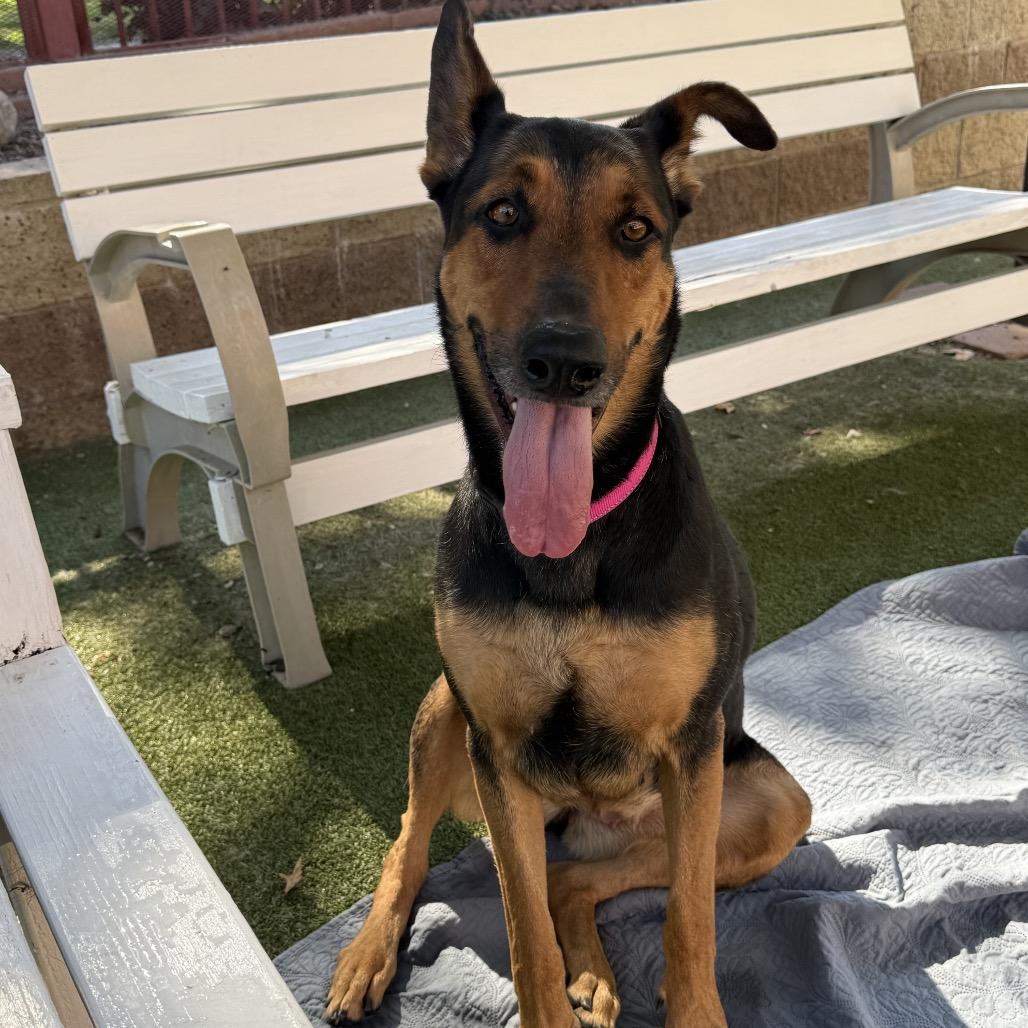 Enlarge DARLING, a Adoptable mixed breed in Upland, CA image 3/6