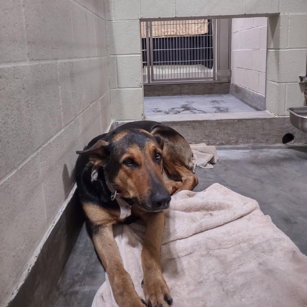 Enlarge DARLING, a Adoptable mixed breed in Upland, CA image 4/6
