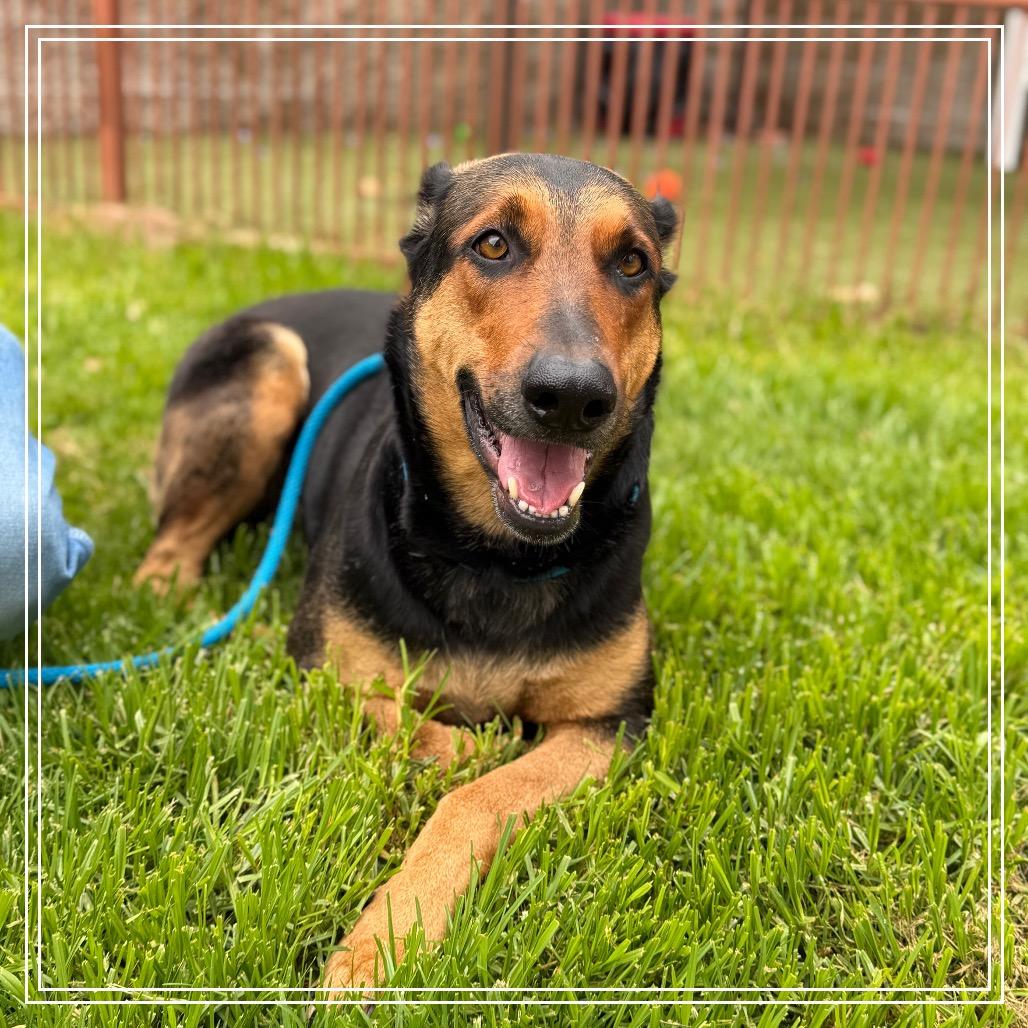 Enlarge DARLING, a Adoptable mixed breed in Upland, CA image 5/6