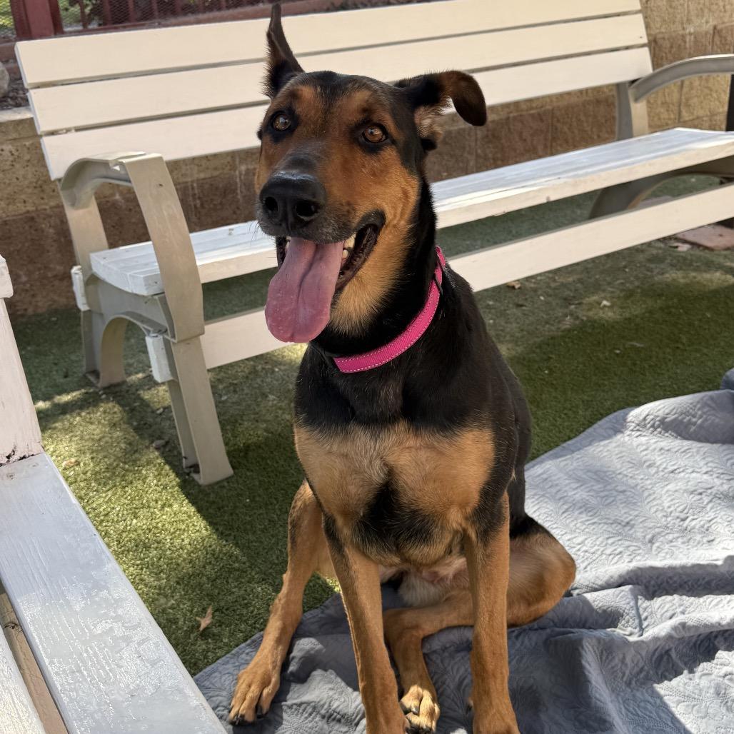 Enlarge DARLING, a Adoptable mixed breed in Upland, CA image 6/6