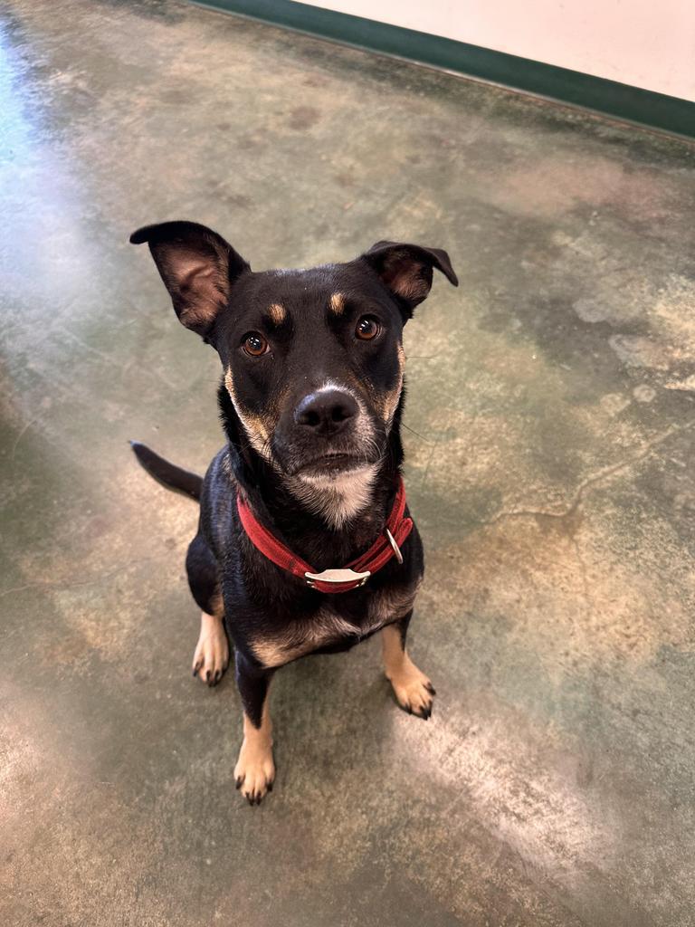 Mona, Adoptable, Adult Female Terrier & Labrador Retriever.