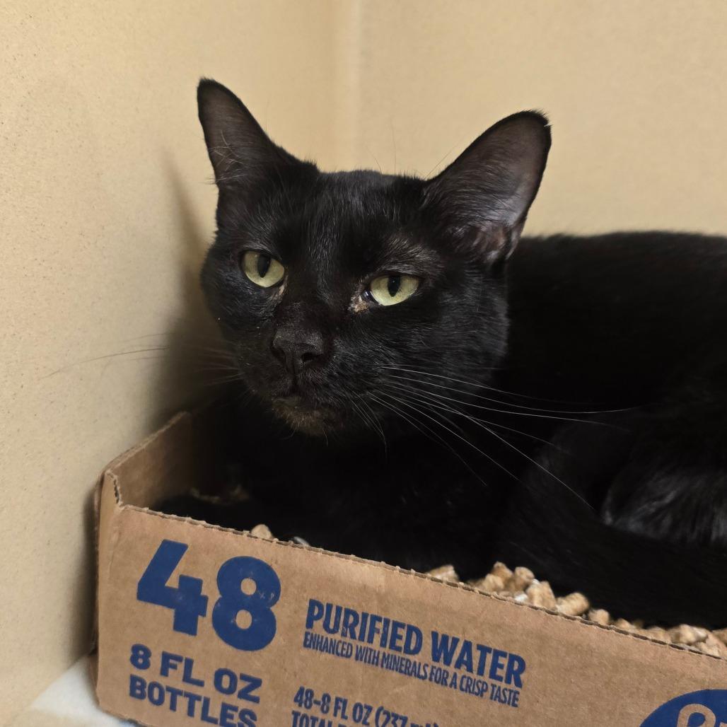 Enlarge Brew, a Adoptable Domestic Medium Hair in Beckley, WV image 1/1