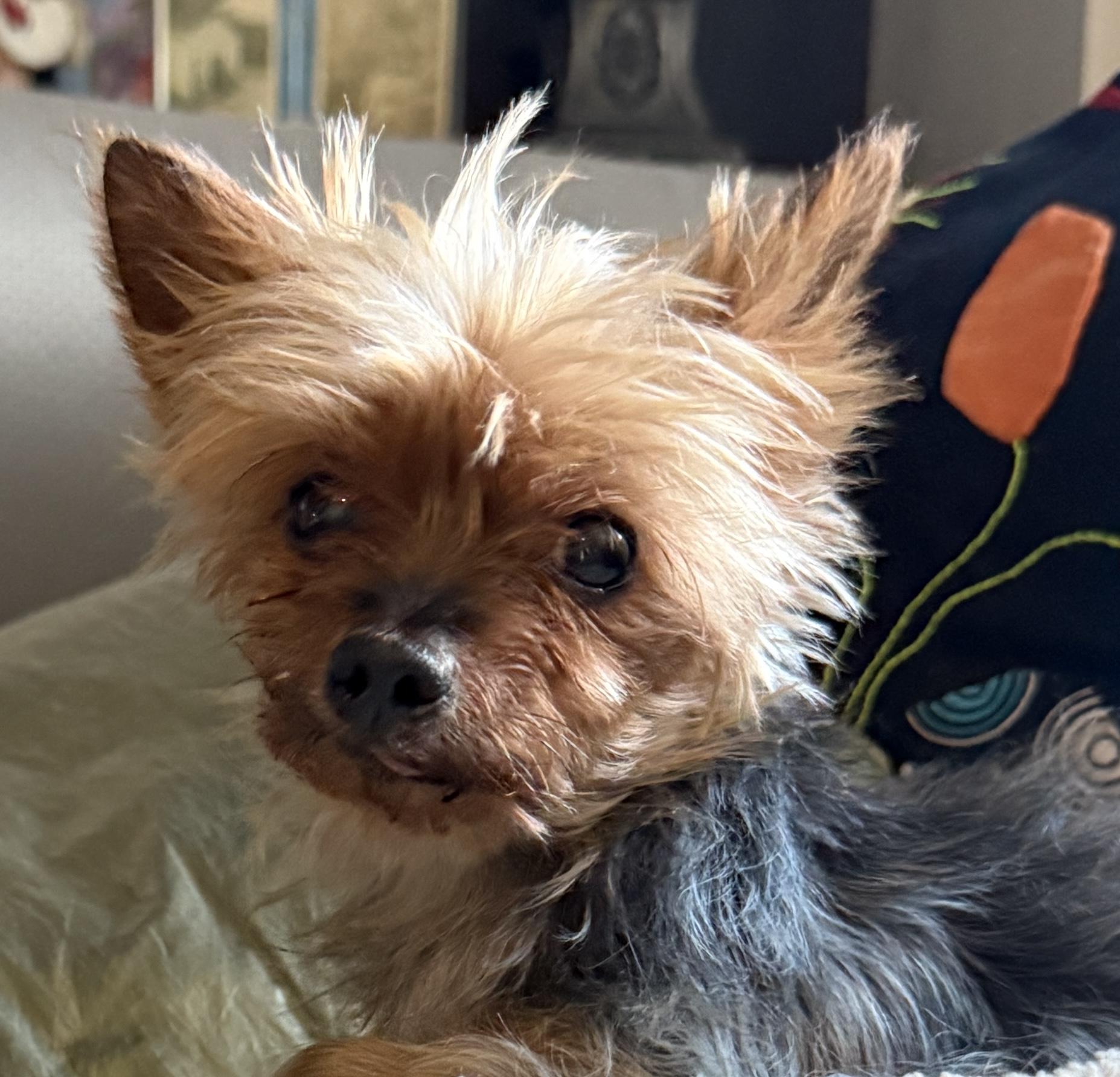 Hadassah, a sweet and fiery little girl: Smart, active, cuddly, Adoptable, Adult Female Yorkshire Terrier.