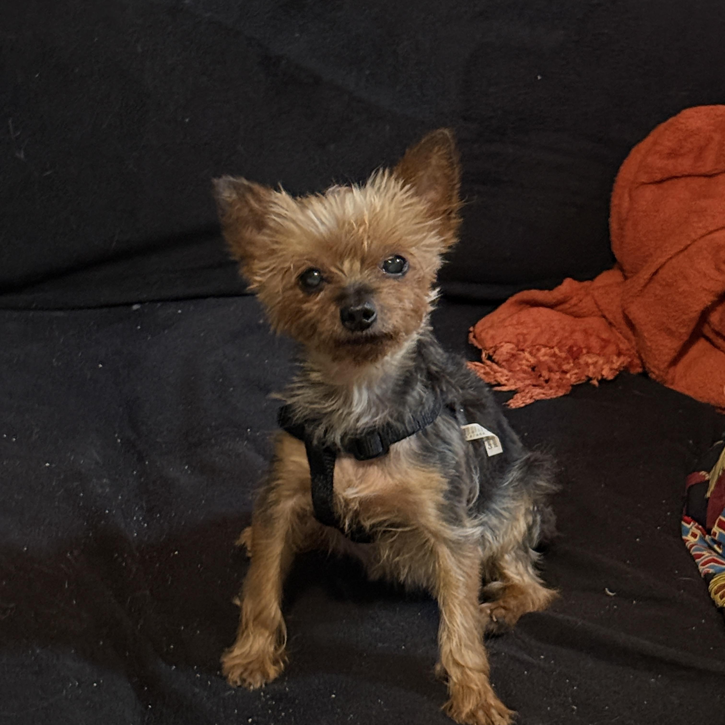 Enlarge Hadassah, a sweet and fiery little girl: Smart, active, cuddly, an adoptable Yorkshire Terrier in New York, NY image 1/6