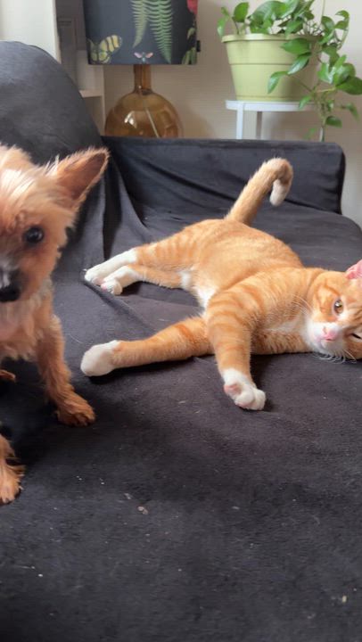 Enlarge Hadassah, a sweet and fiery little girl: Smart, active, cuddly, an adoptable Yorkshire Terrier in New York, NY video 6/6