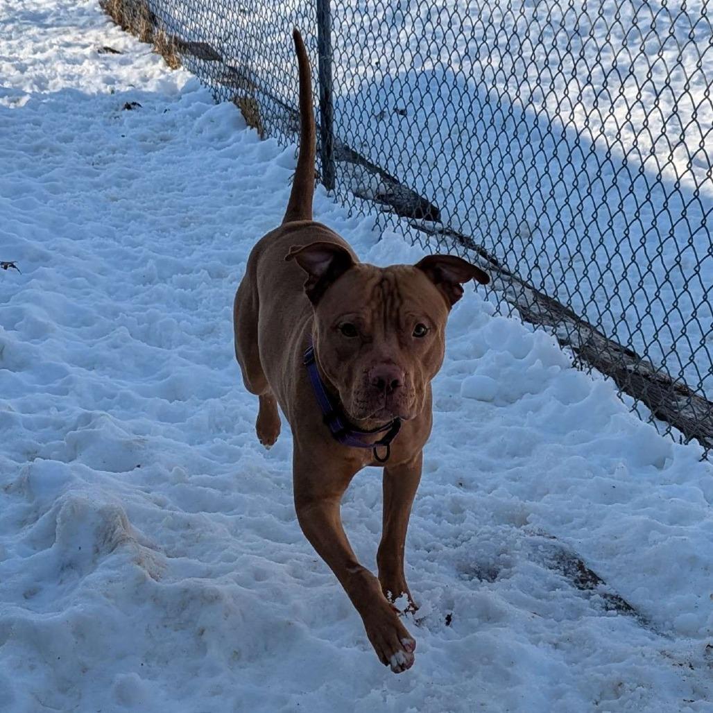 Ryker, Adoptable, Adult Male Pit Bull Terrier.