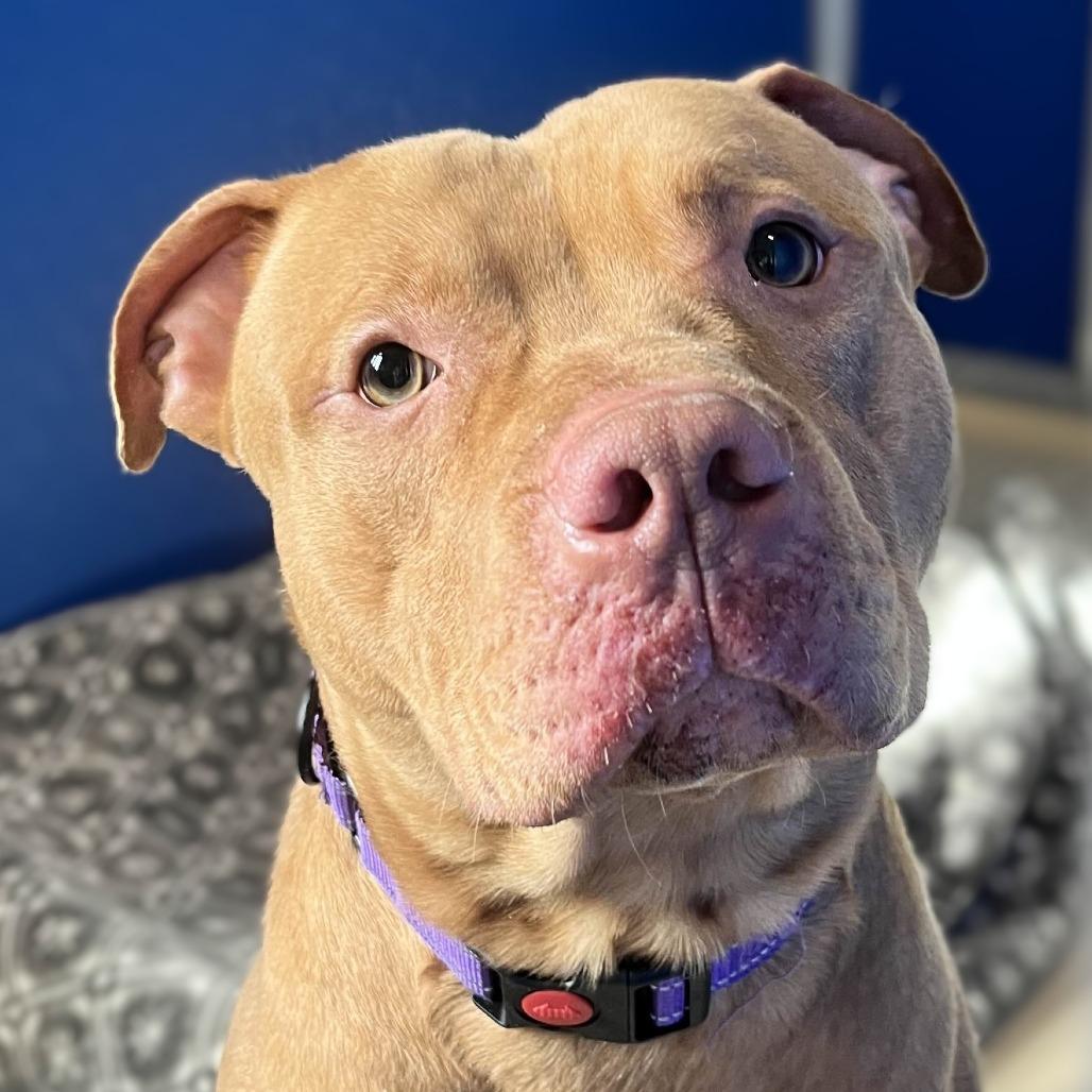 Enlarge Ryker, a Adoptable Pit Bull Terrier in Marysville, OH image 3/6