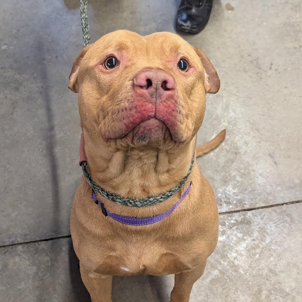 Enlarge Ryker, a Adoptable Pit Bull Terrier in Marysville, OH image 4/6