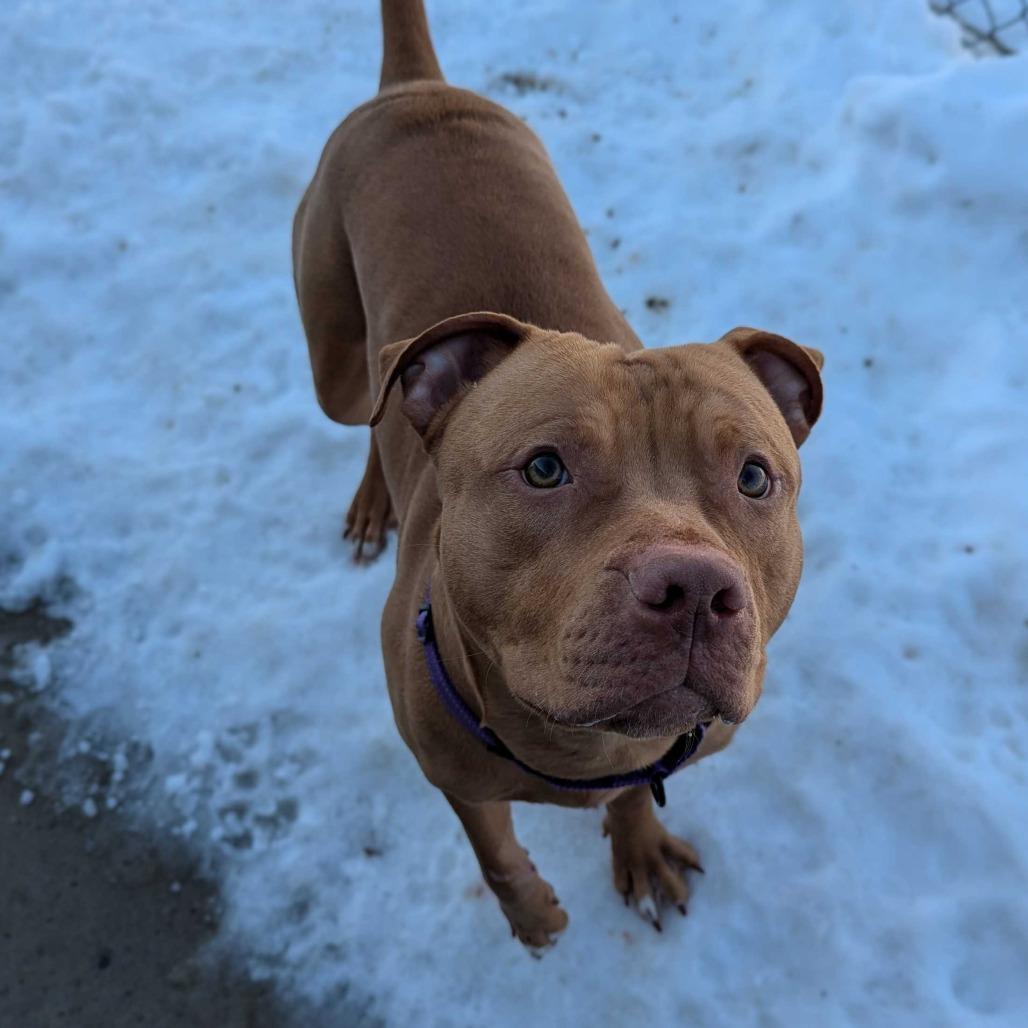 Enlarge Ryker, a Adoptable Pit Bull Terrier in Marysville, OH image 5/6