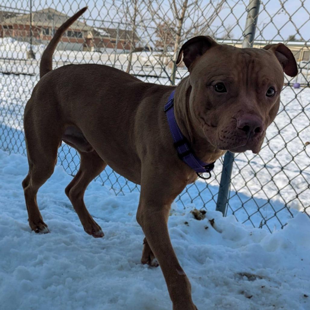 Enlarge Ryker, a Adoptable Pit Bull Terrier in Marysville, OH image 6/6